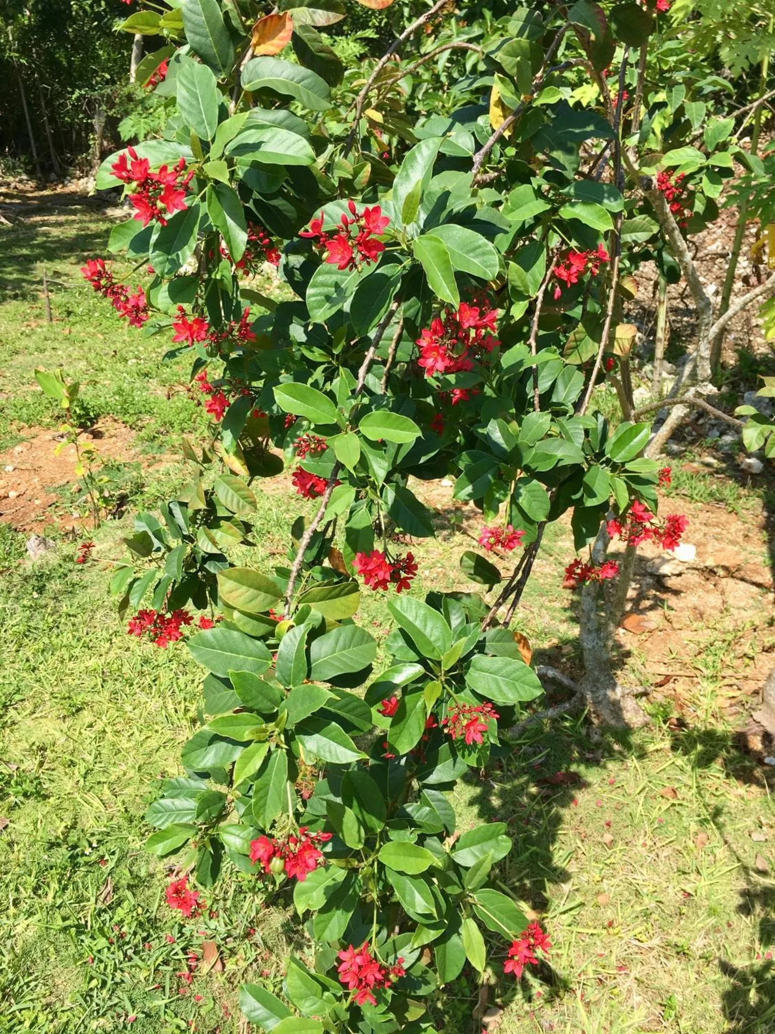 Garden in Dawson’s Hideaway