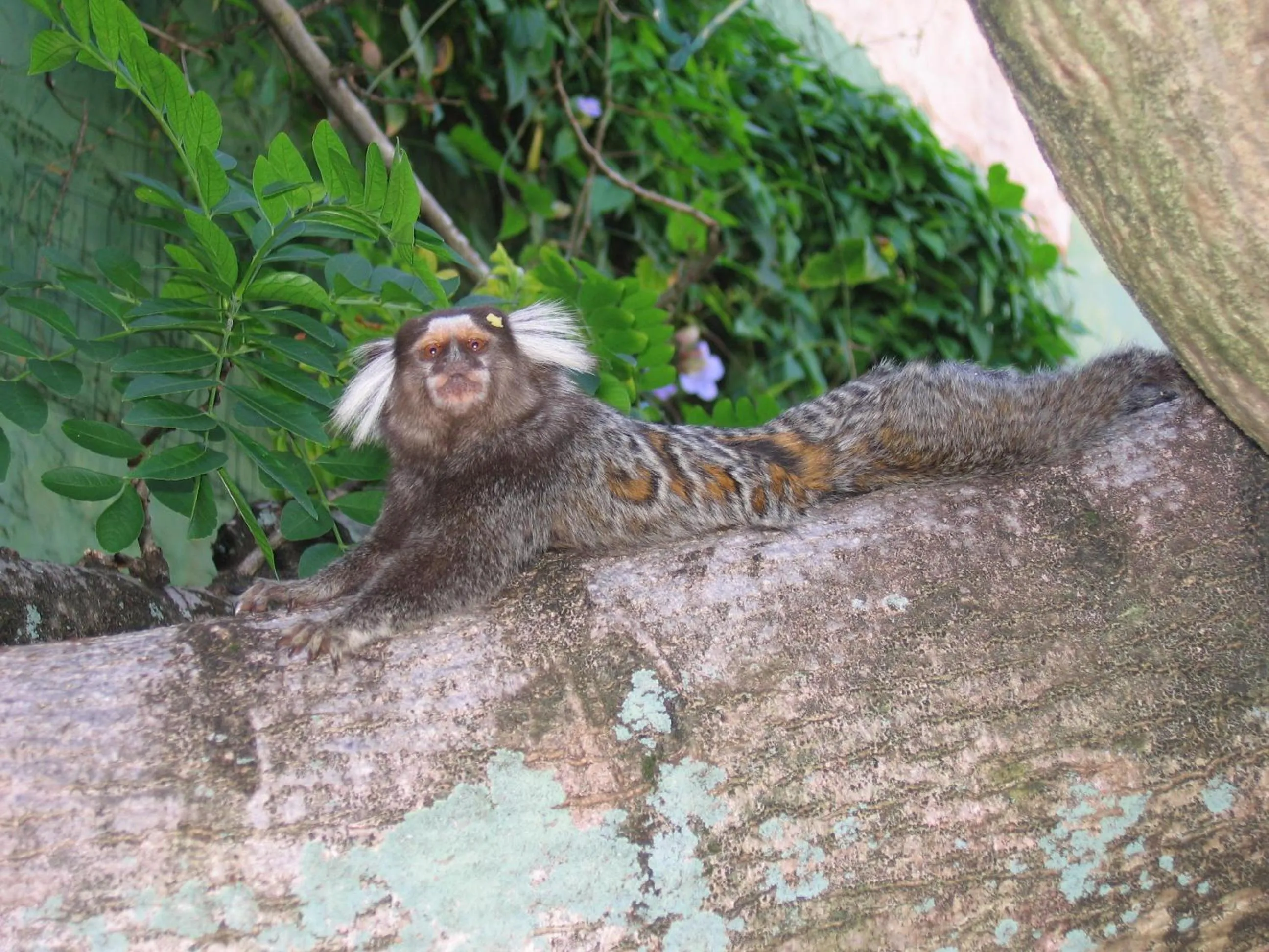 Other in Pousada Dos Artistas