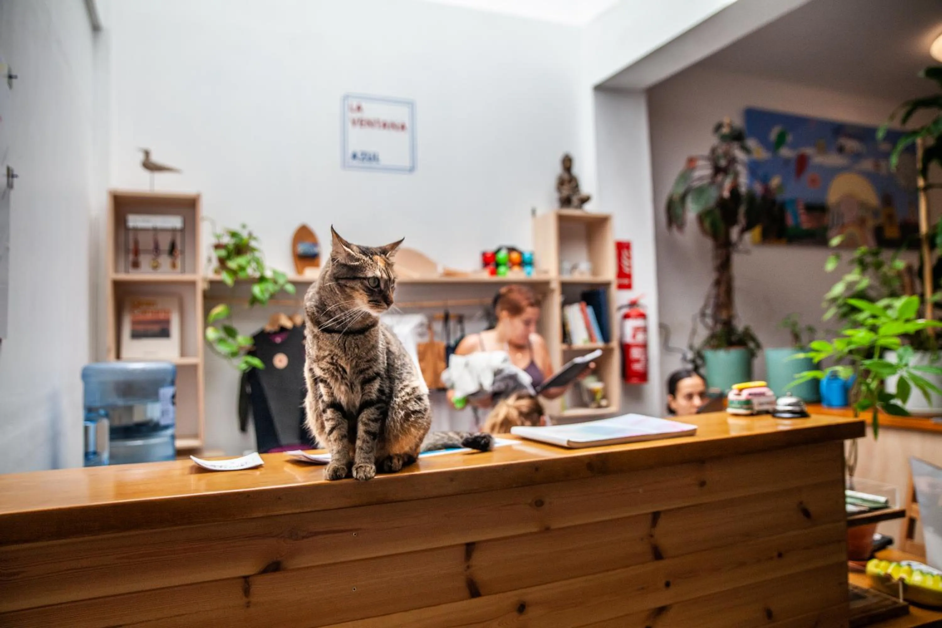 La Ventana Azul Surf Hostel