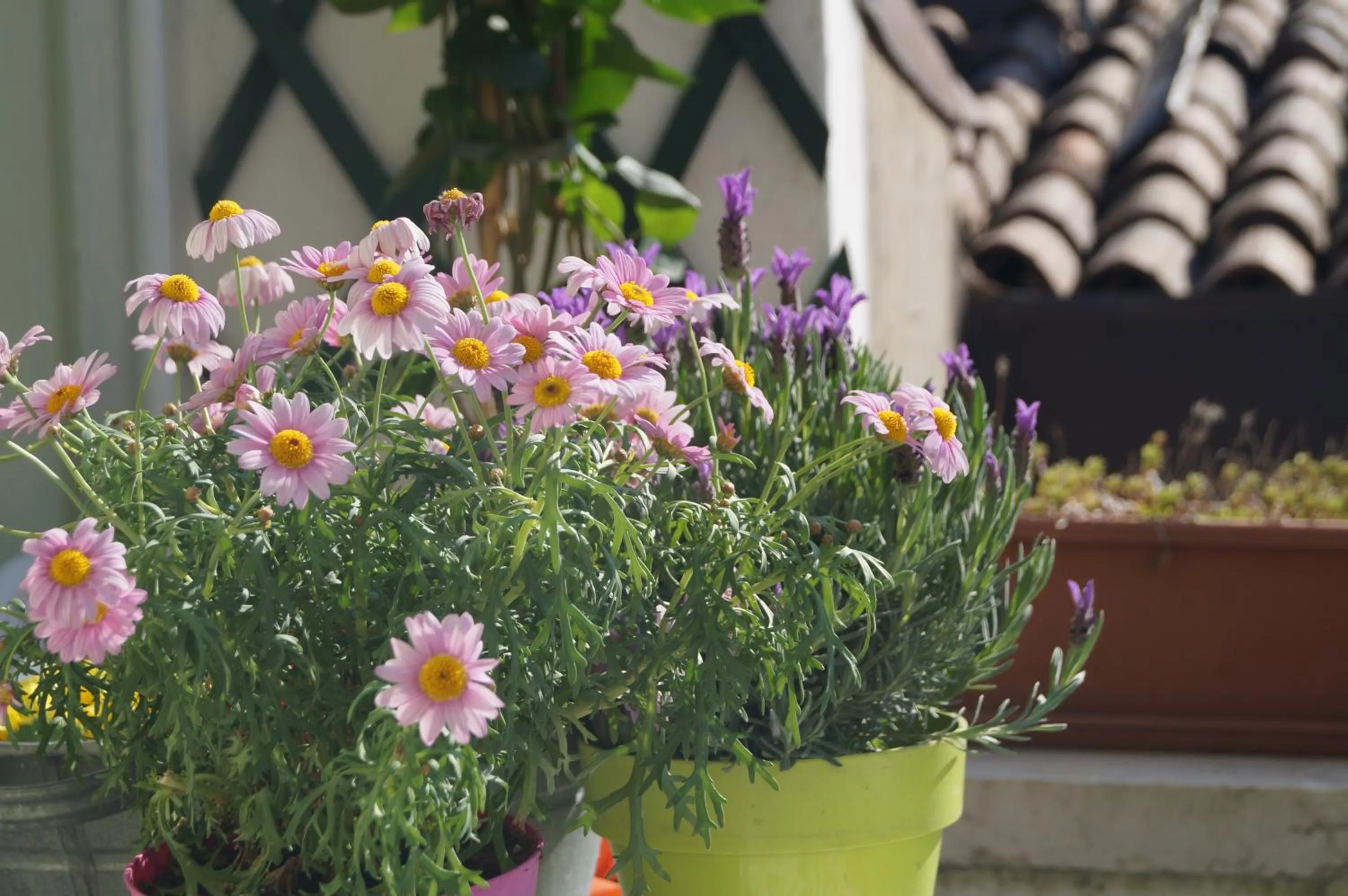 Other in In the heart of Verona