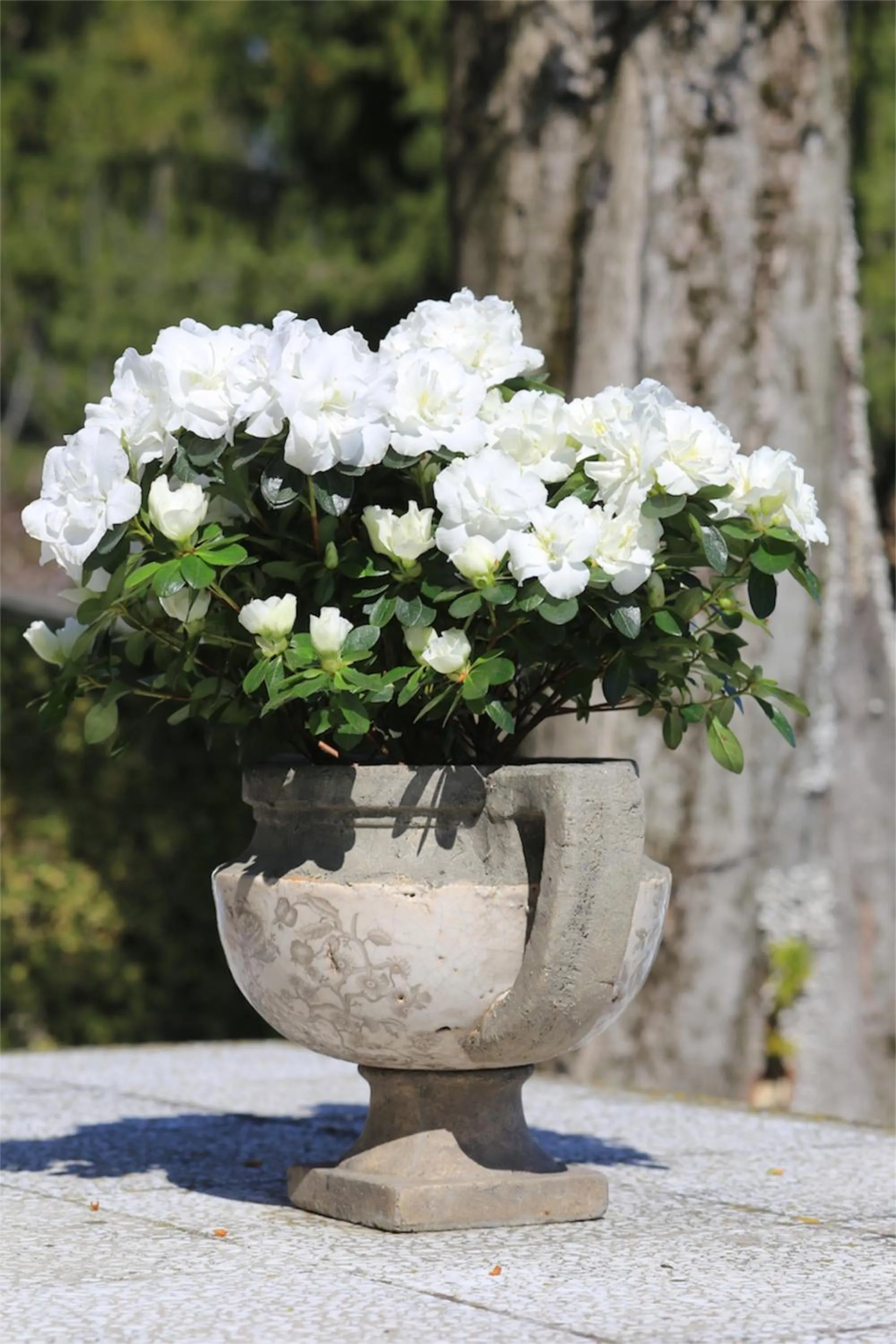 Garden in Dimora Storica La Corte Delle 4 Stagioni