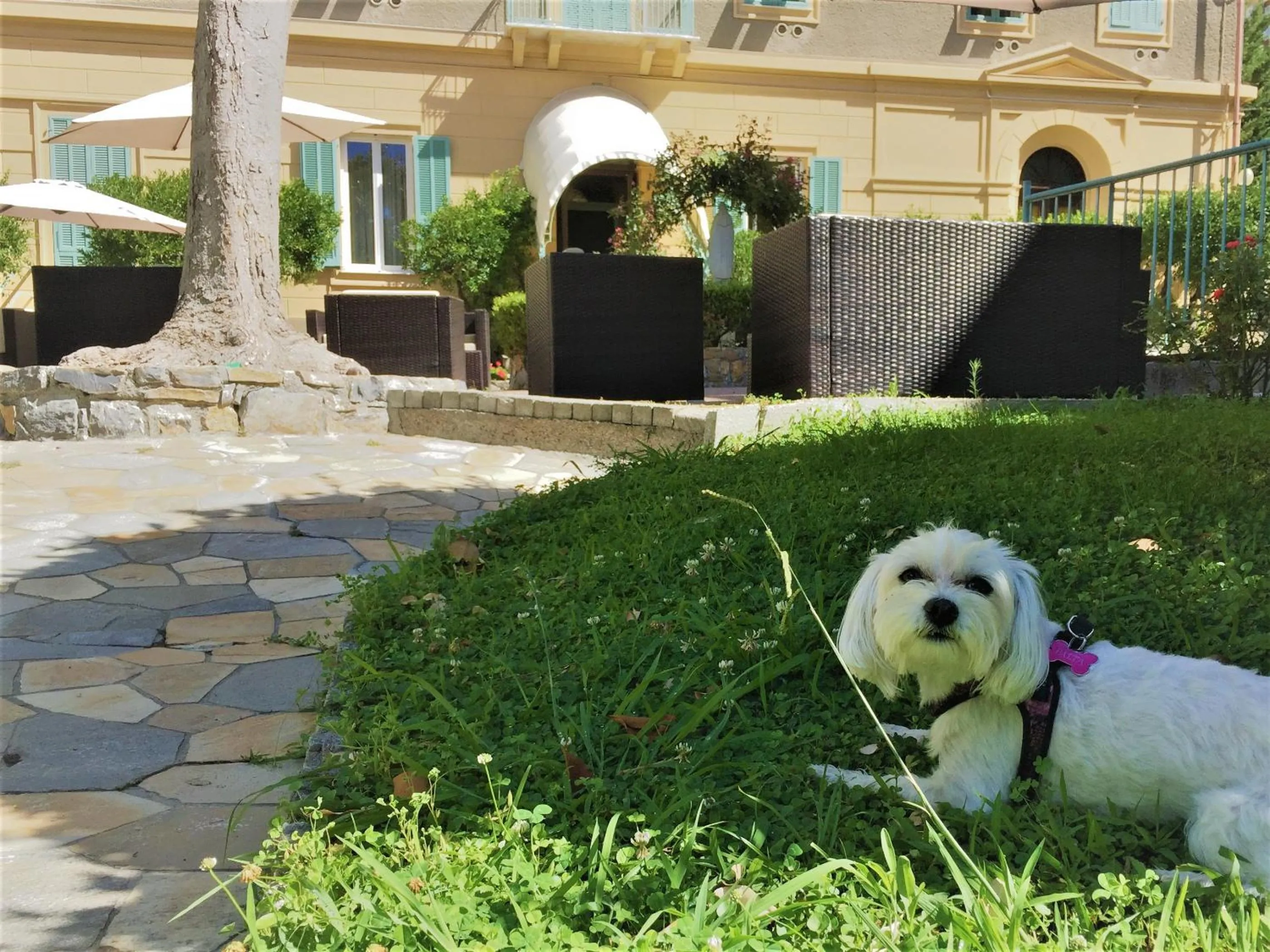 Animals in Hotel Villa Sophia