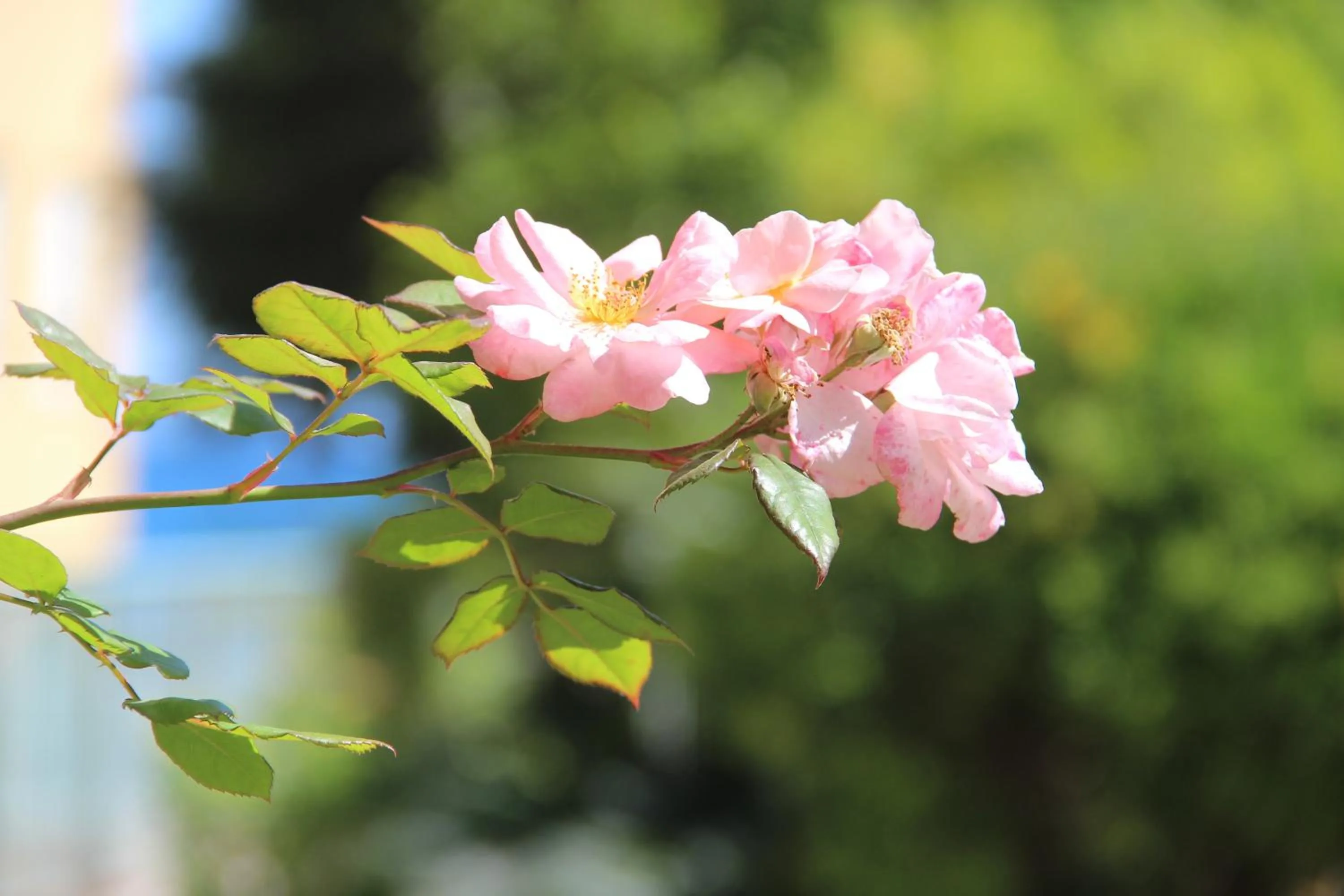 Garden in Hotel Villa Sophia
