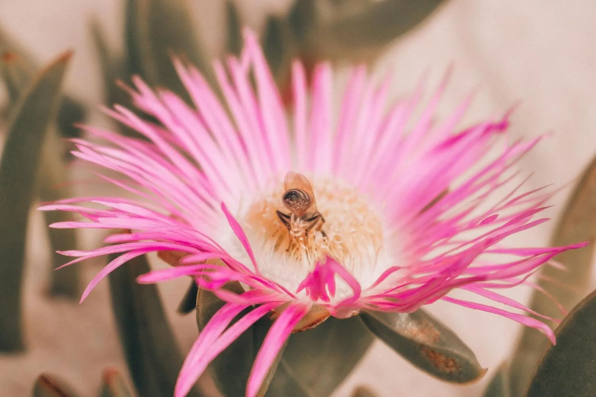 Beach in Pousada Solar dos Lírios - Praia do Rosa