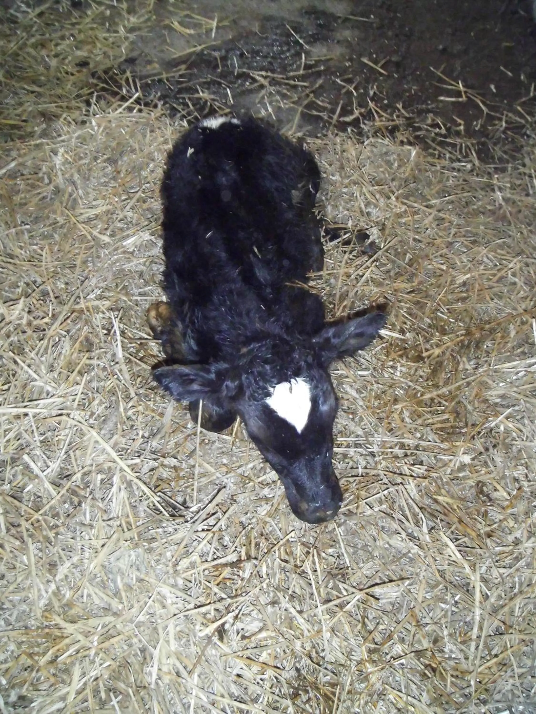 Spring in Slane Farm Hostel, Cottages and Camping