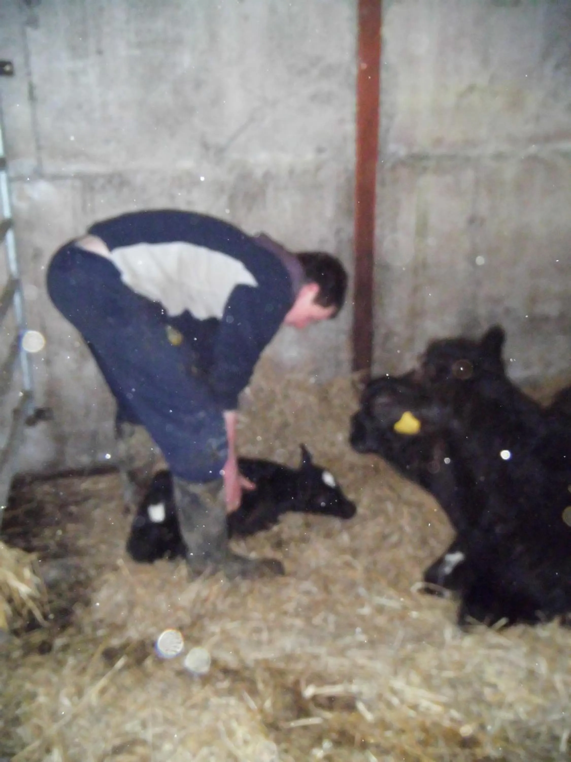 Animals in Slane Farm Hostel, Cottages and Camping