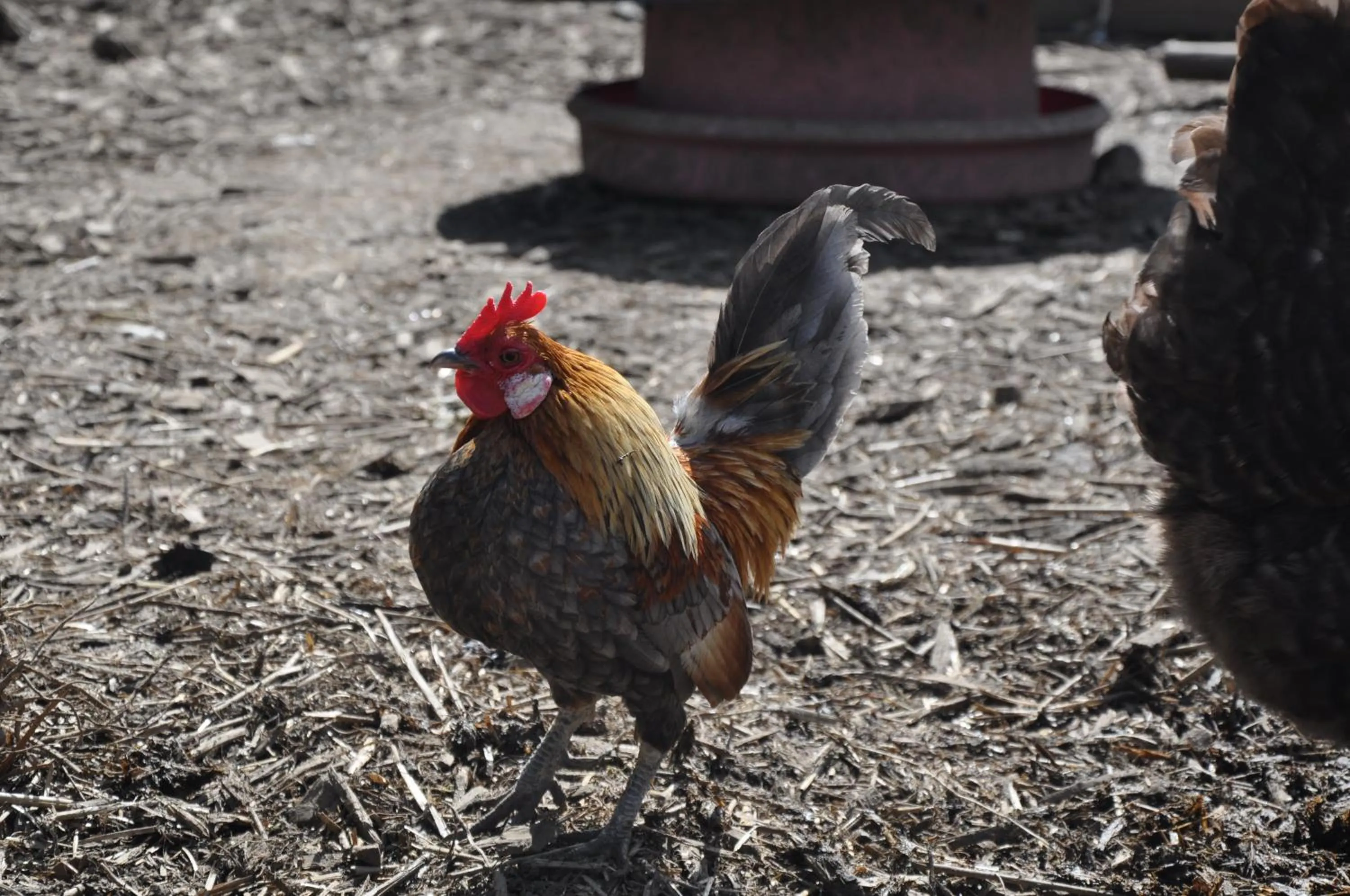 Animals in Slane Farm Hostel, Cottages and Camping