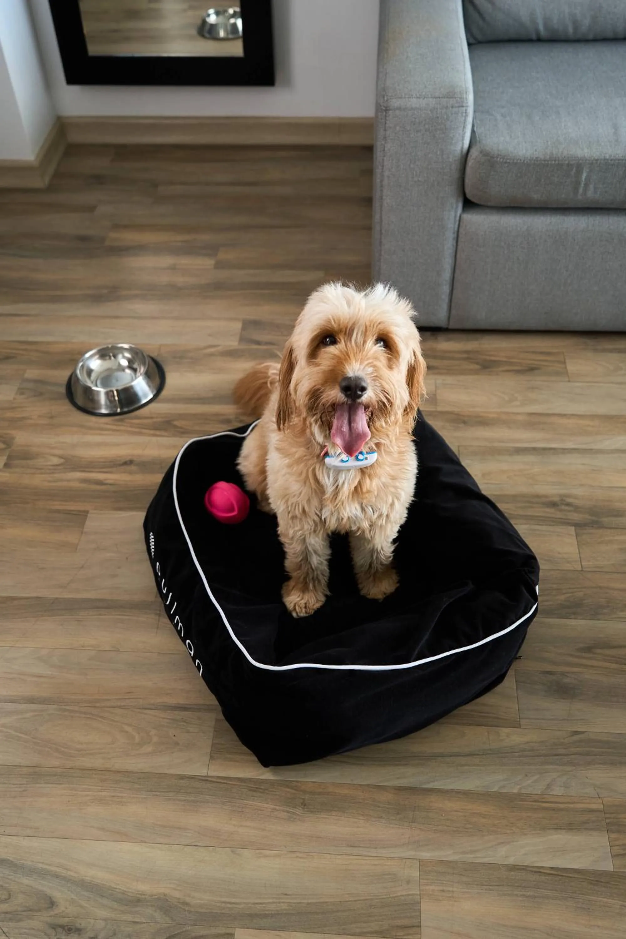 Pets in Pullman Vina del Mar San Martin