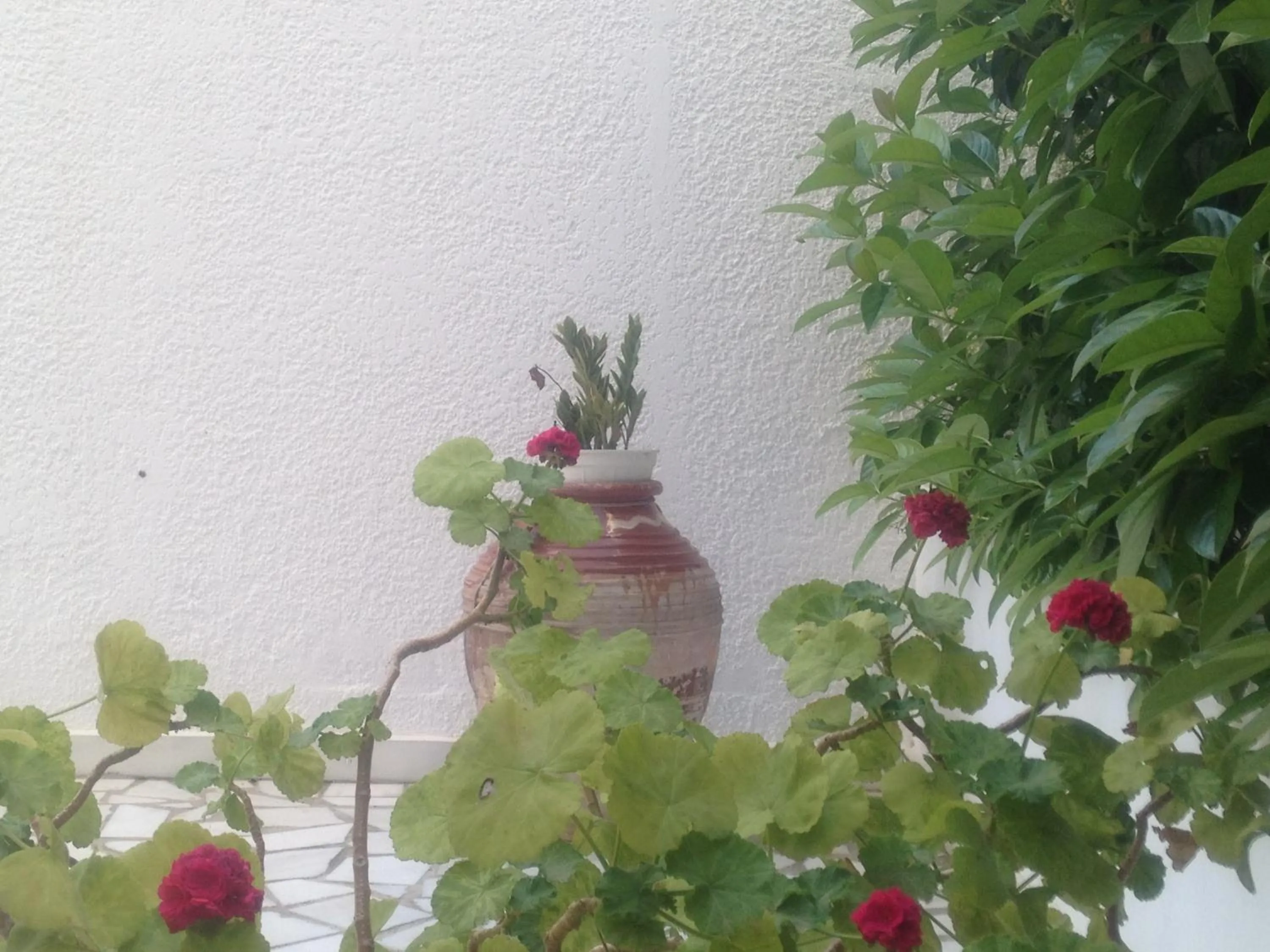 Garden in Blue Roses