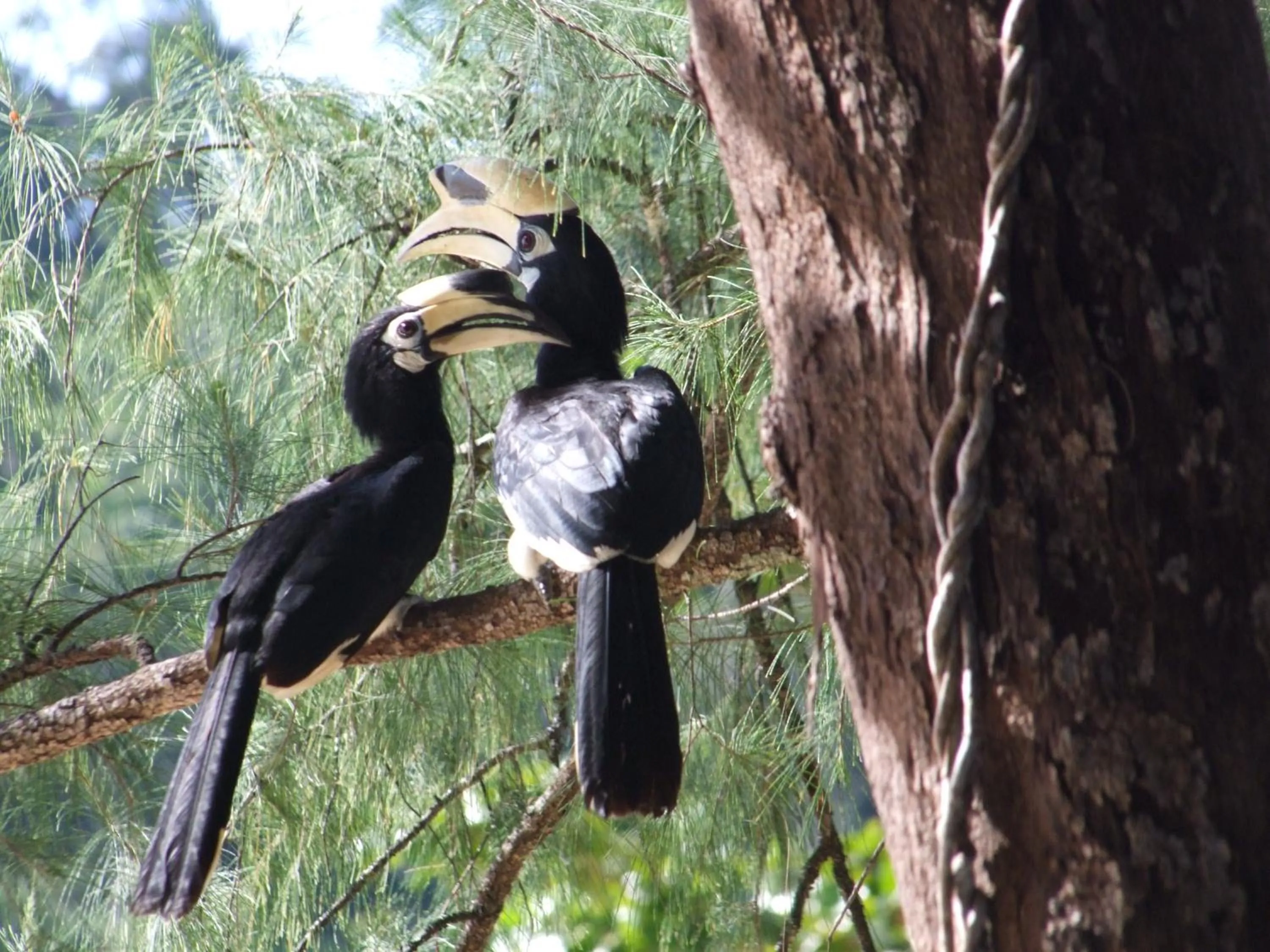 Baan Suan Kayoo 2 Buffalo Bay Aow Khao Kwai