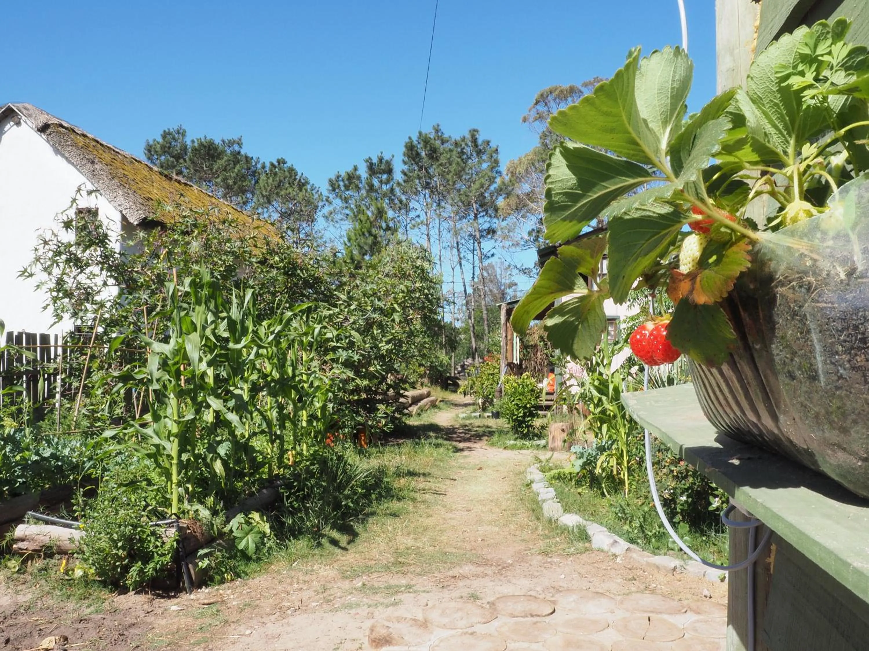Garden in Eco Choclo