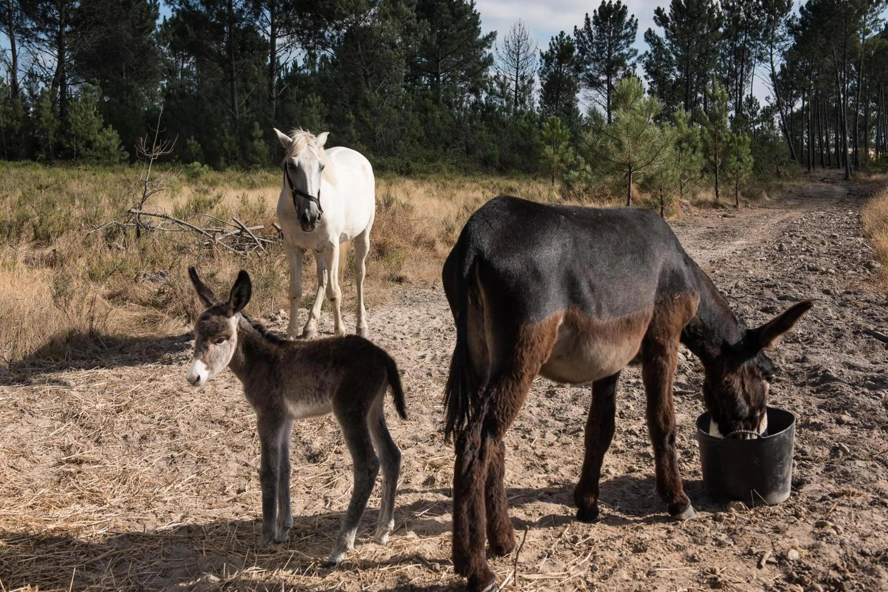 Property building in Craveiral Farmhouse by Belong Staying & Feeling