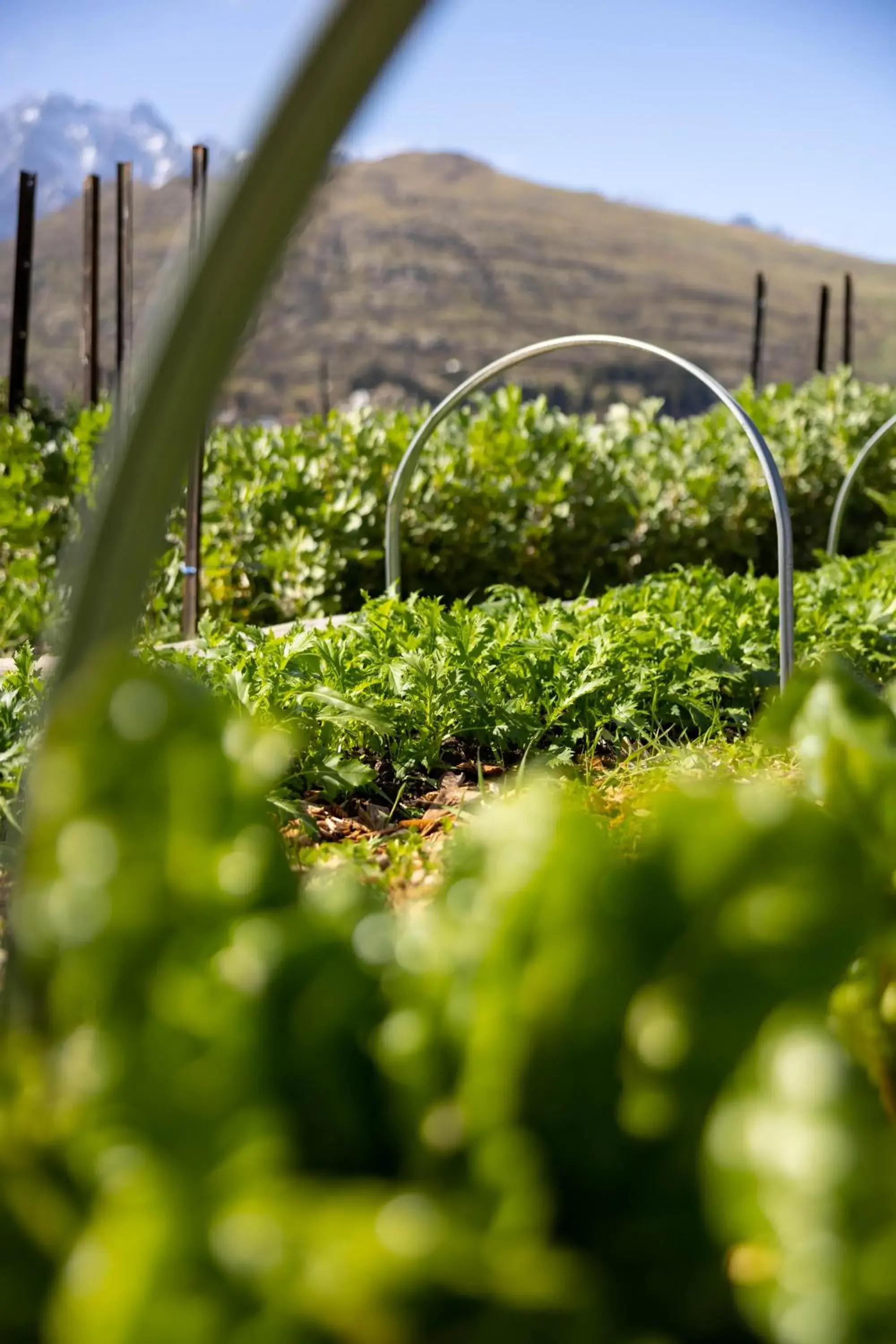 Restaurant/places to eat in Sherwood Queenstown Restaurant/places to eat in Sherwood Queenstown