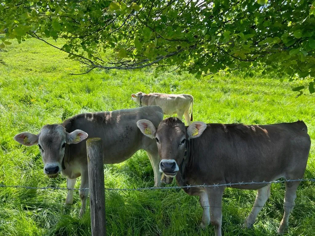 Animals in Hotel Fischer am See