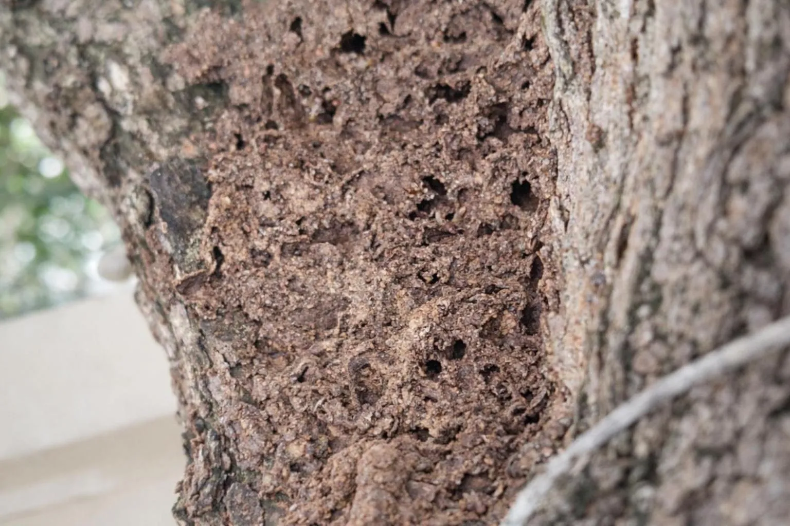 Activities in Frangipani Langkawi Resort