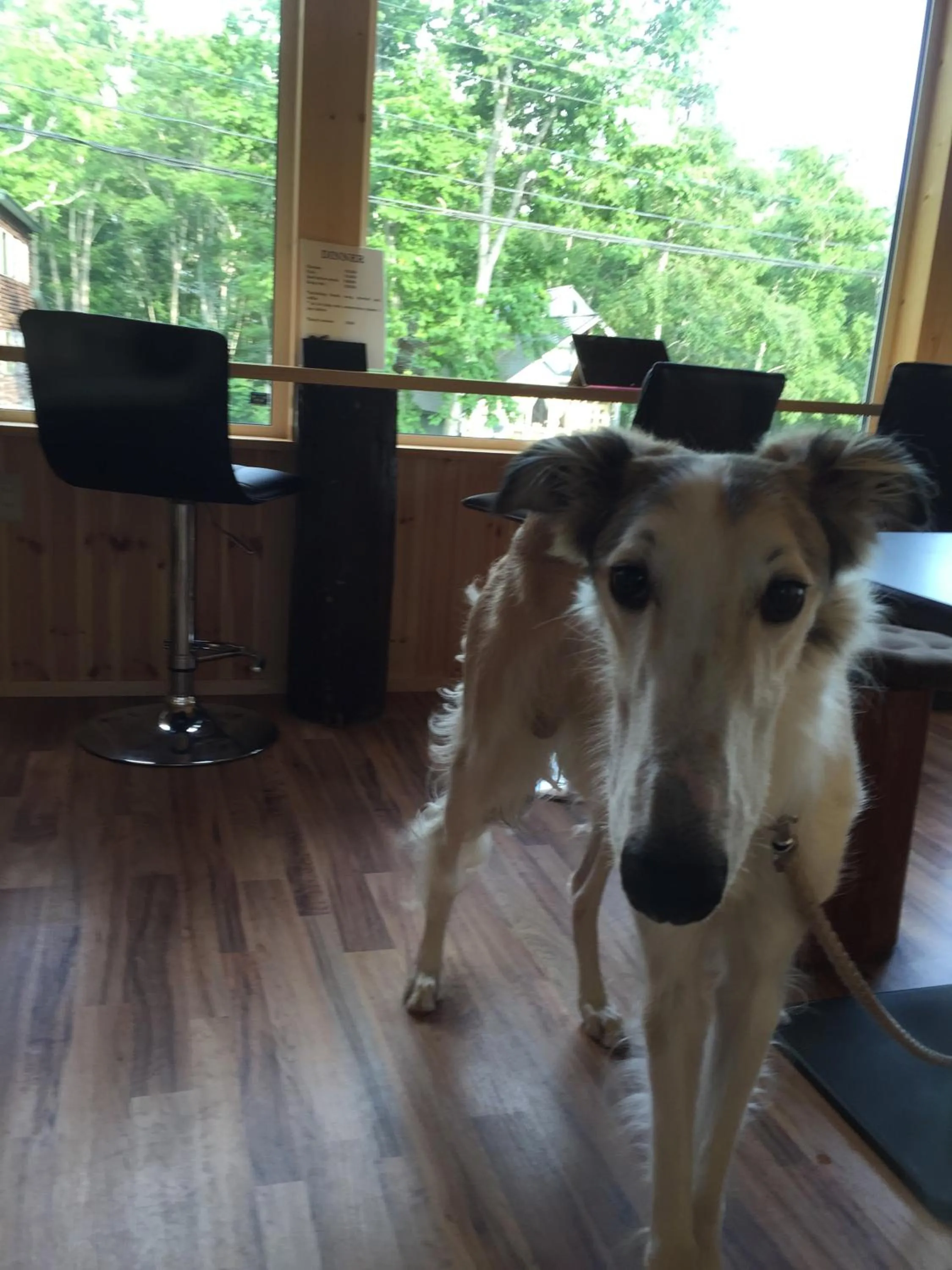 Pets in Pension Fryingpan