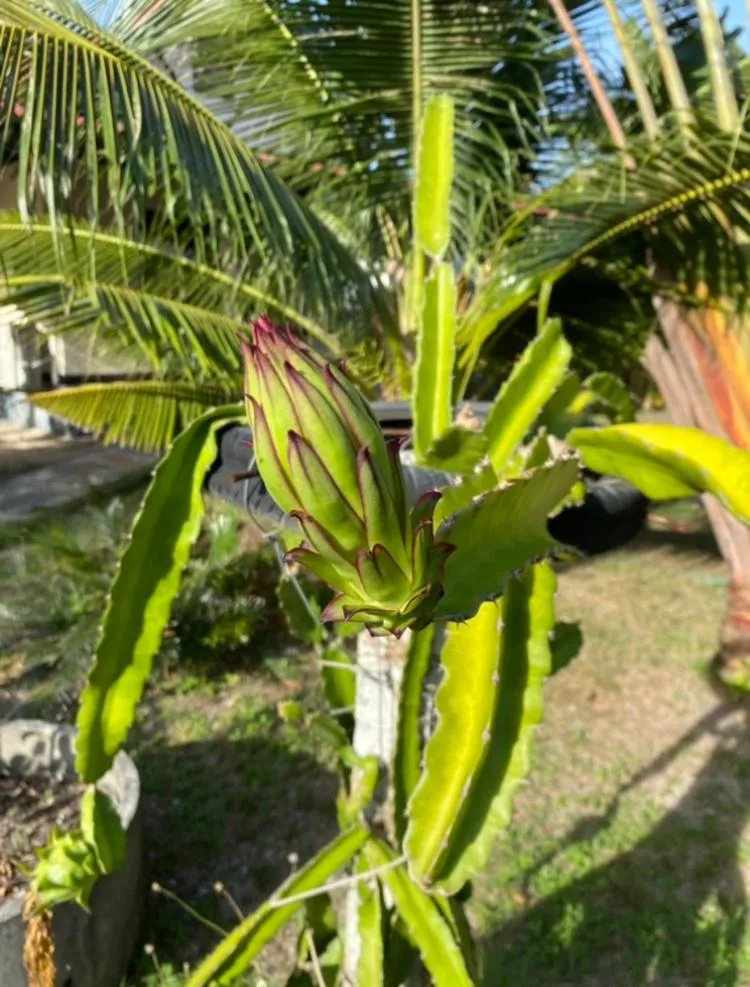 First Villa Beach Resort