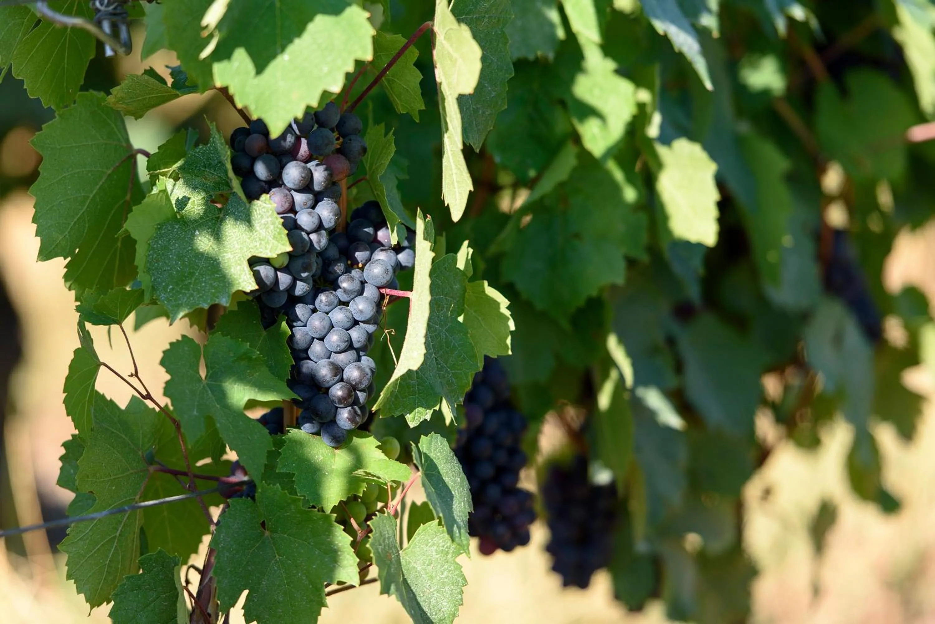 Property building in Hotel Le Chatard