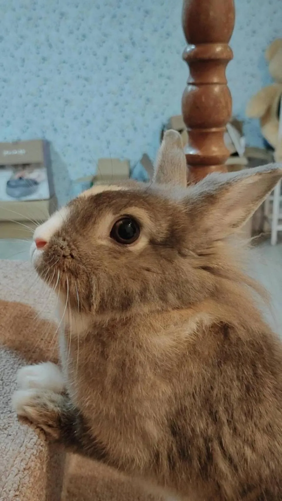 Other Animals in Town Stay