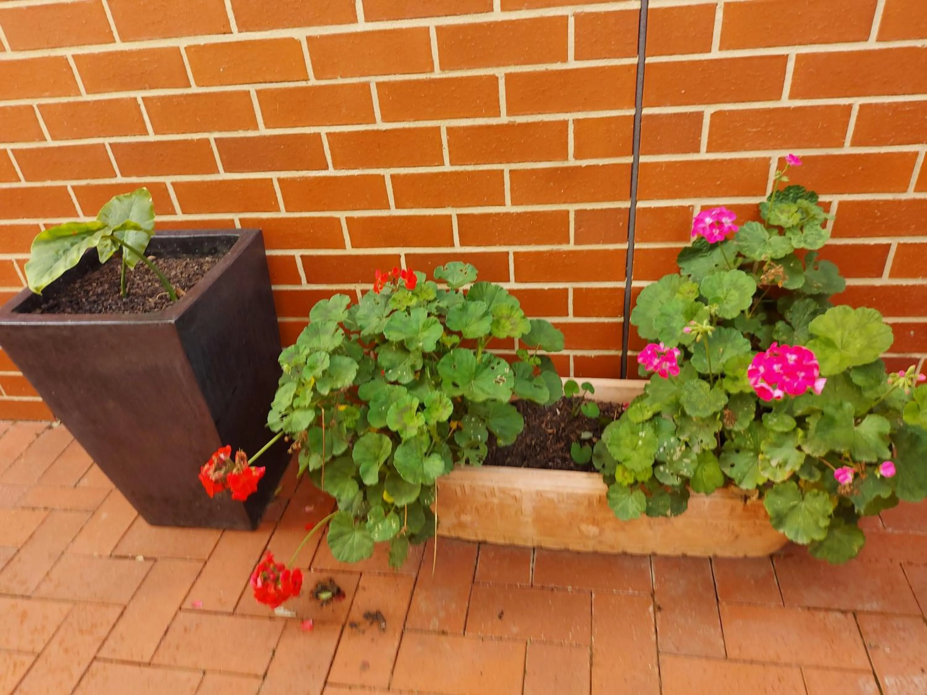 Patio in Annesley Central