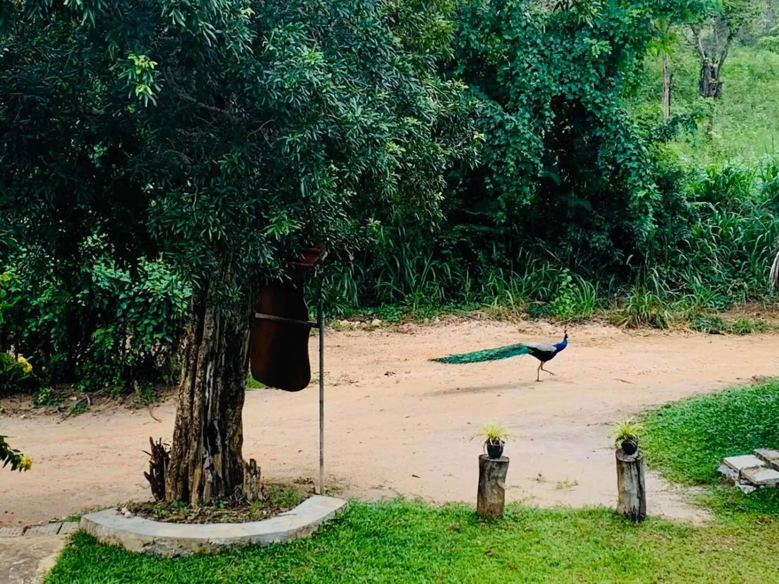Natural landscape in Sigiriya Rock Hide