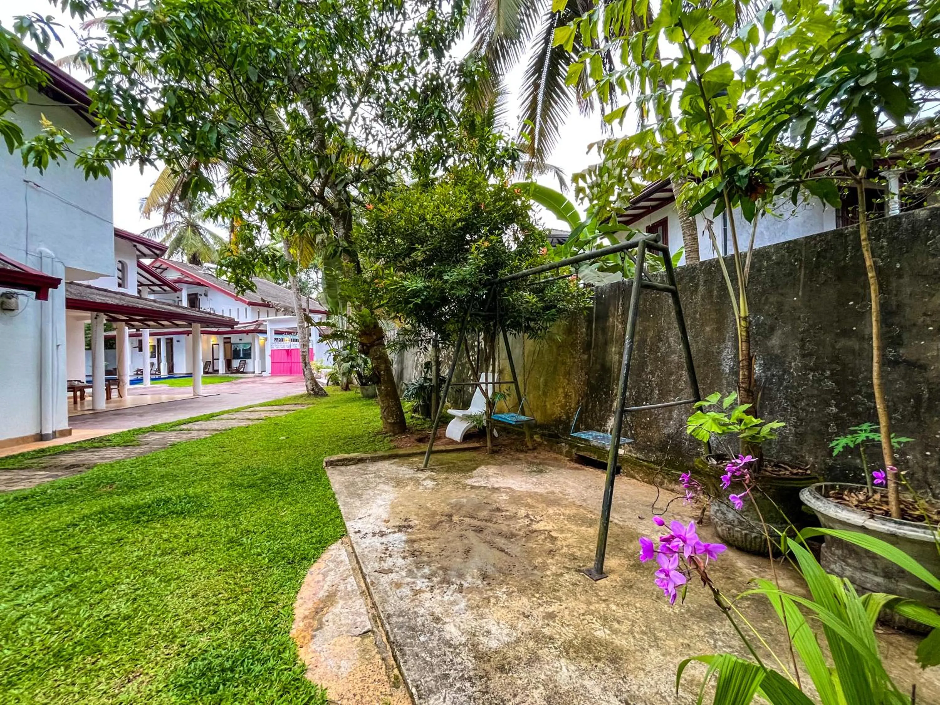 Spring in Galle Camellia