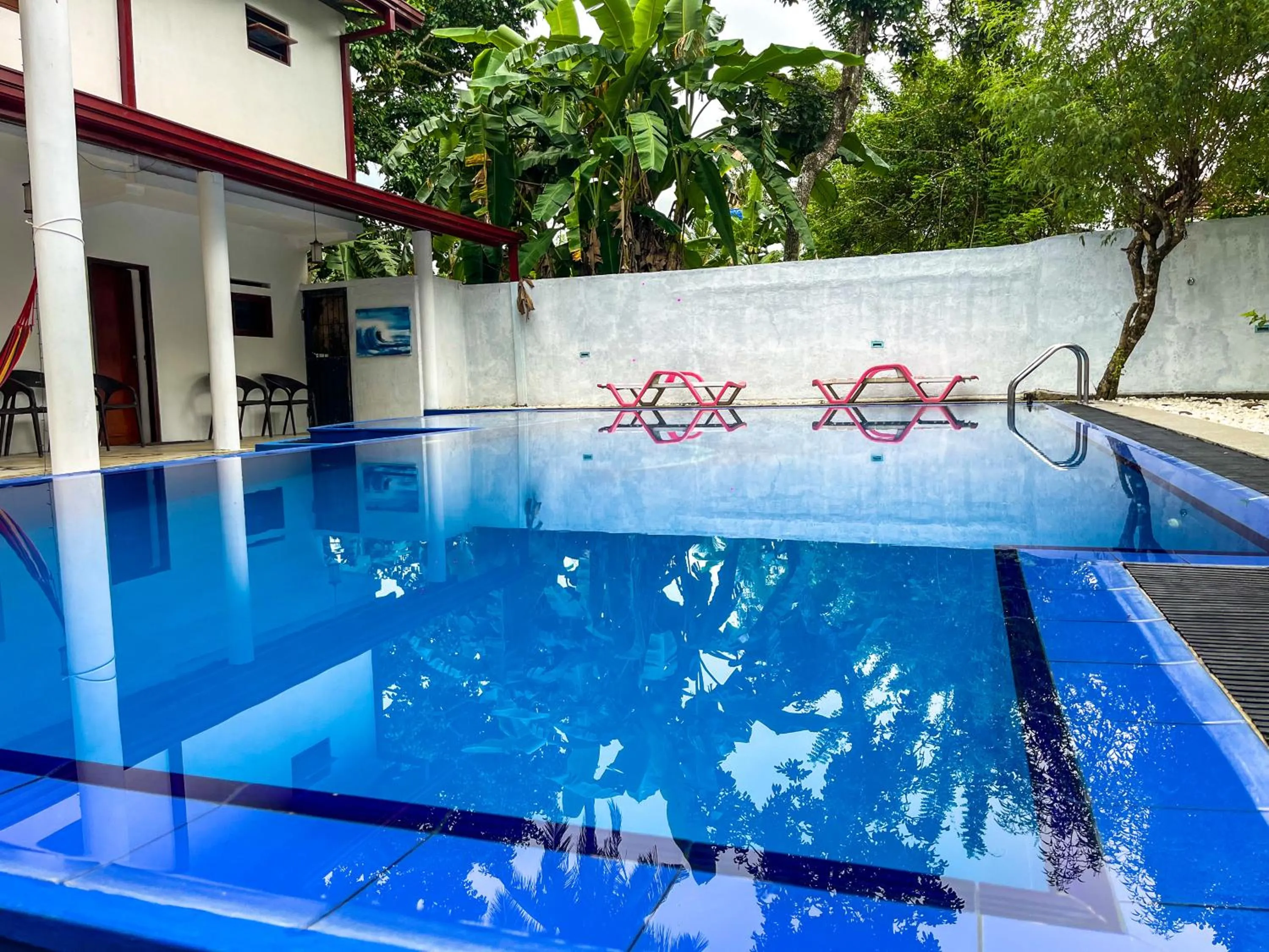 Day in Galle Camellia