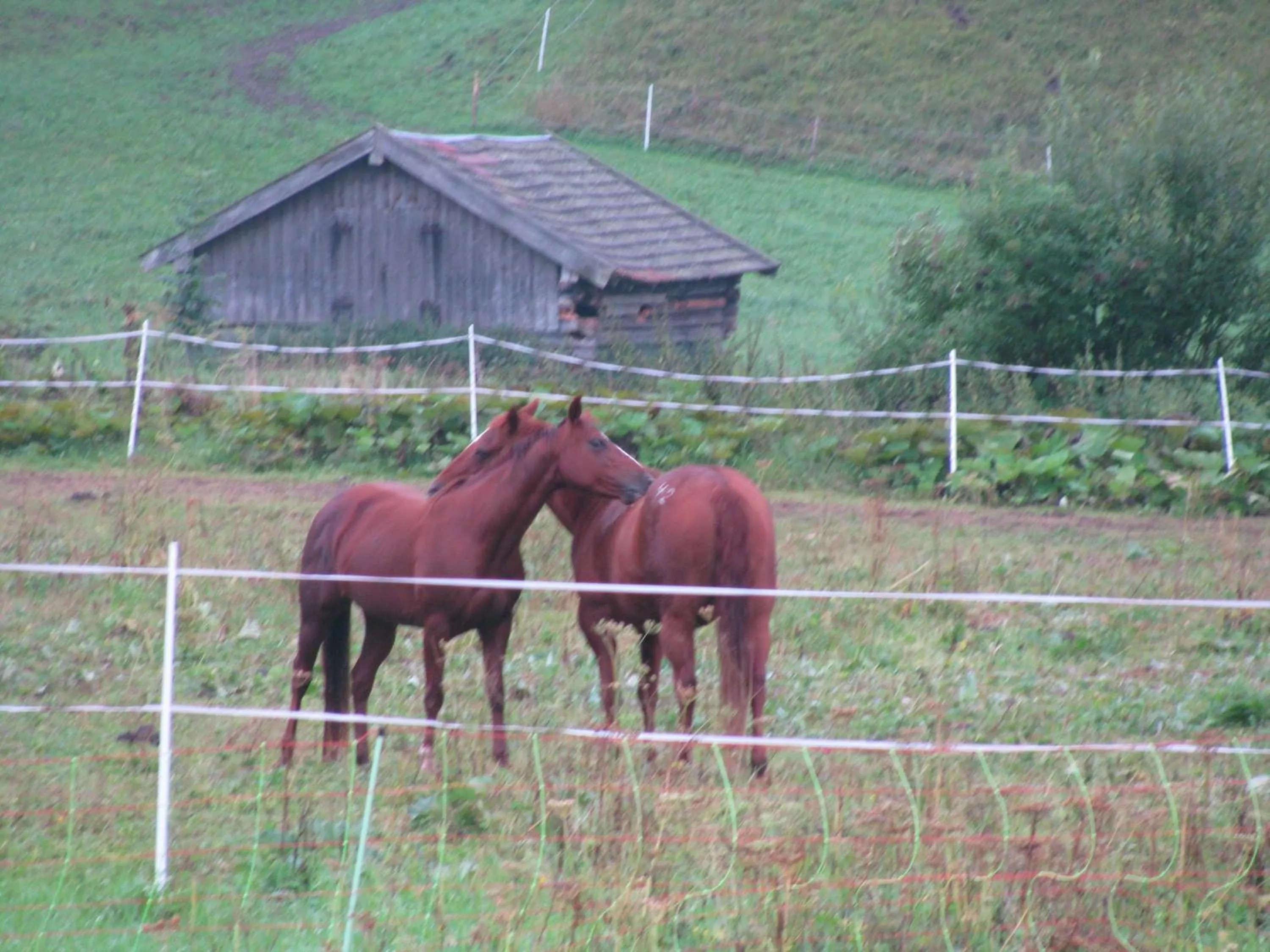 Animals in Gästehaus Brandnerhof