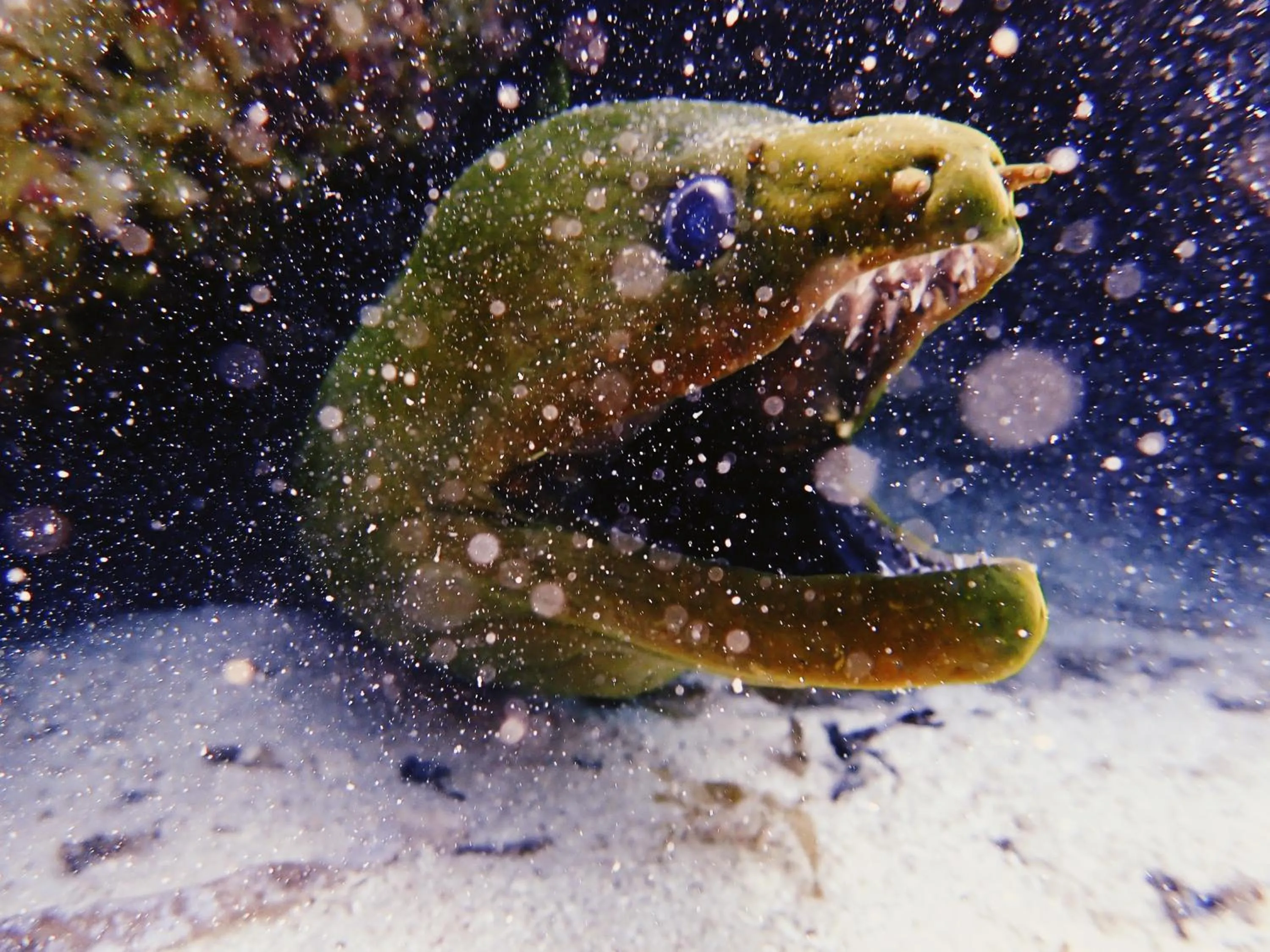 Barefoot Beach Belize