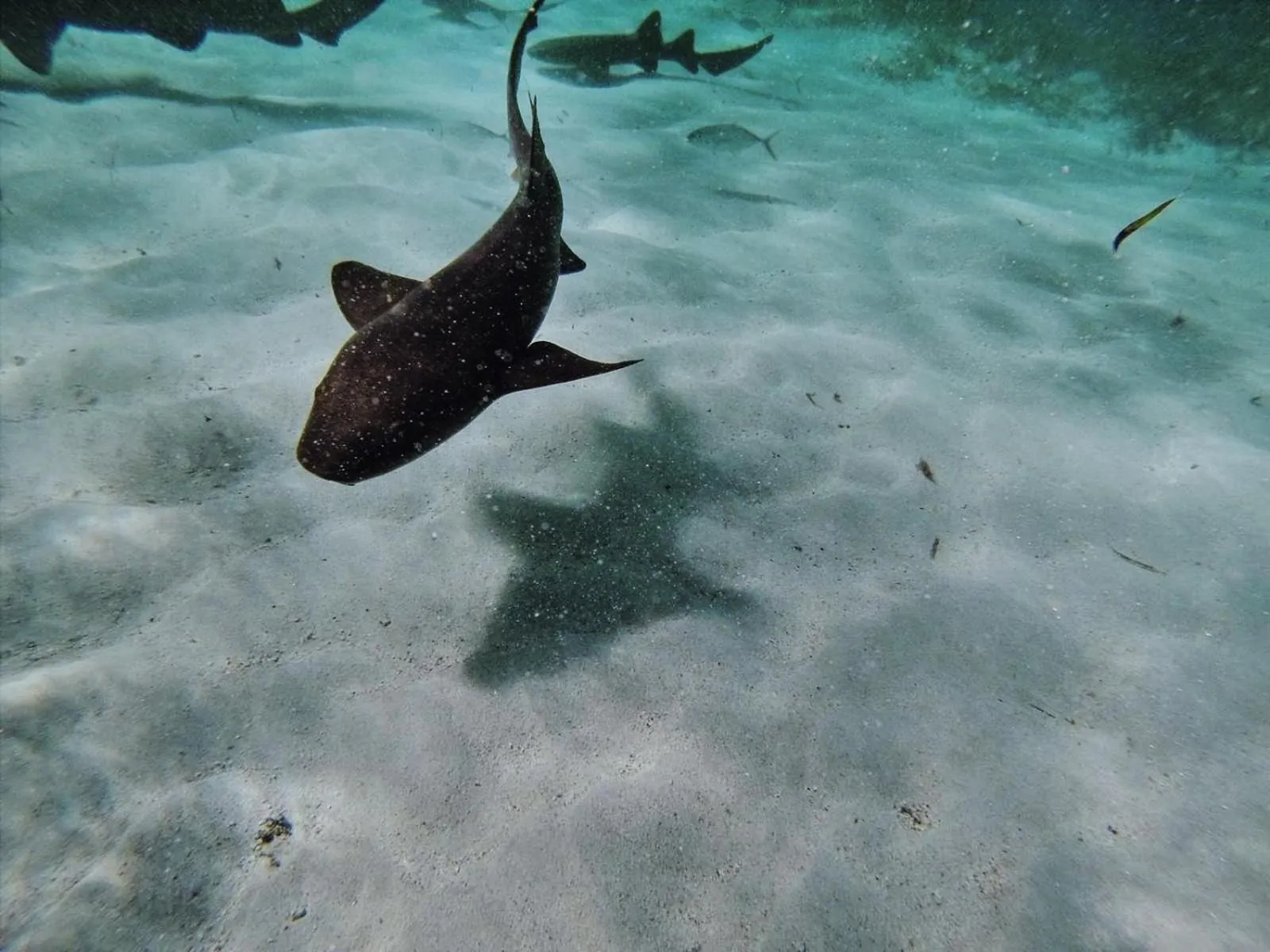 Barefoot Beach Belize
