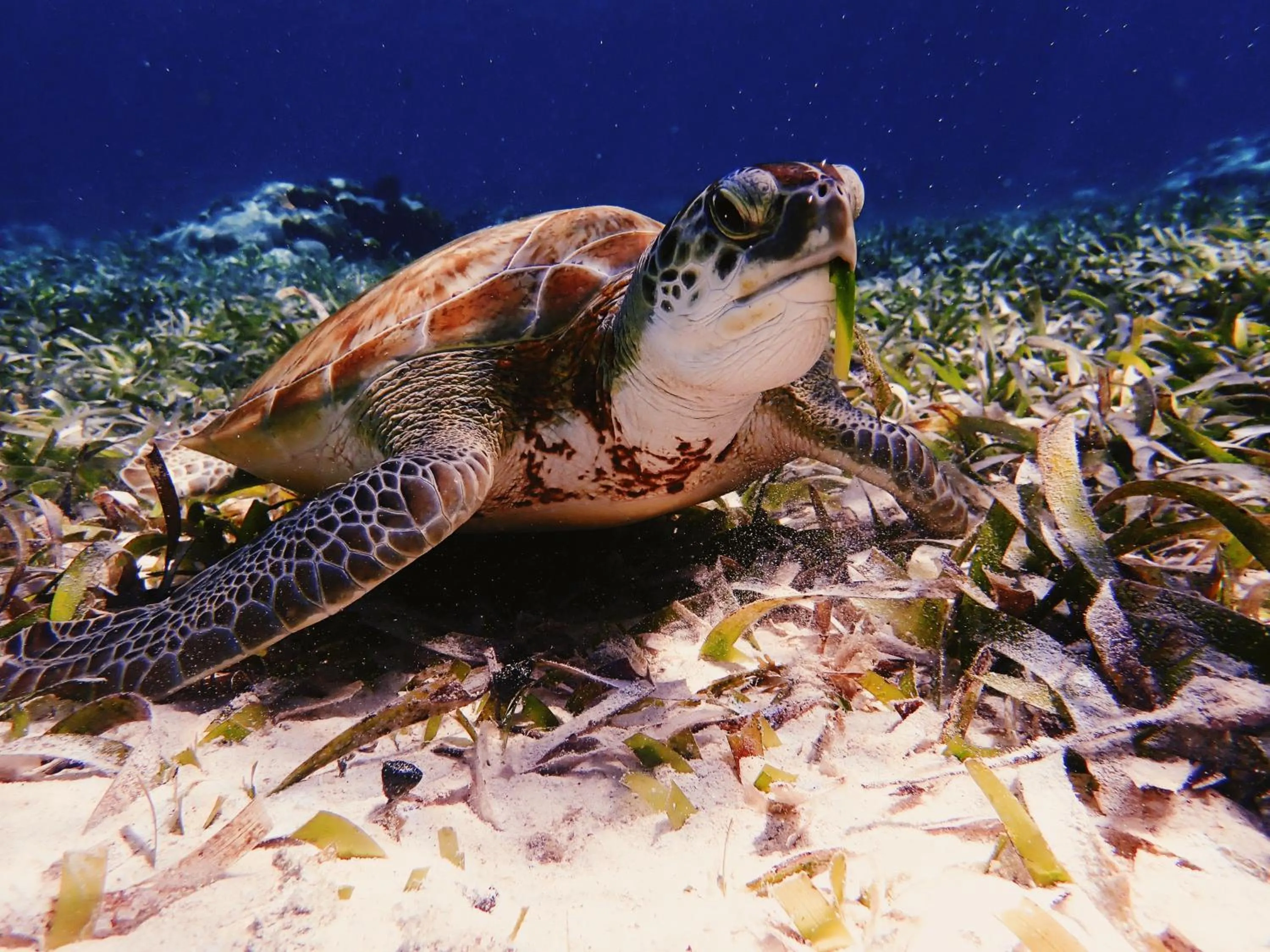 Barefoot Beach Belize