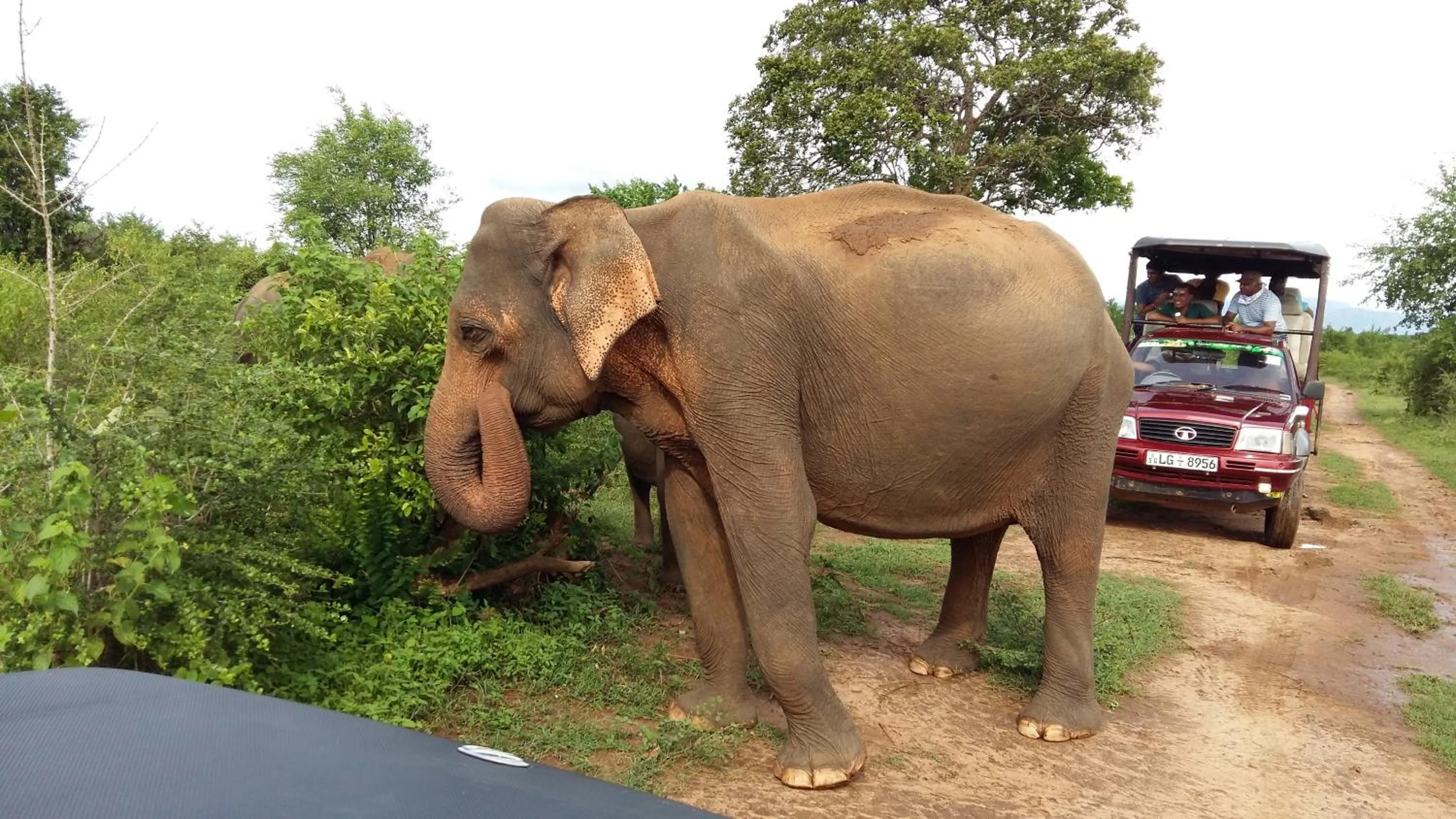 Day in Butterfly Homestead Hotel
