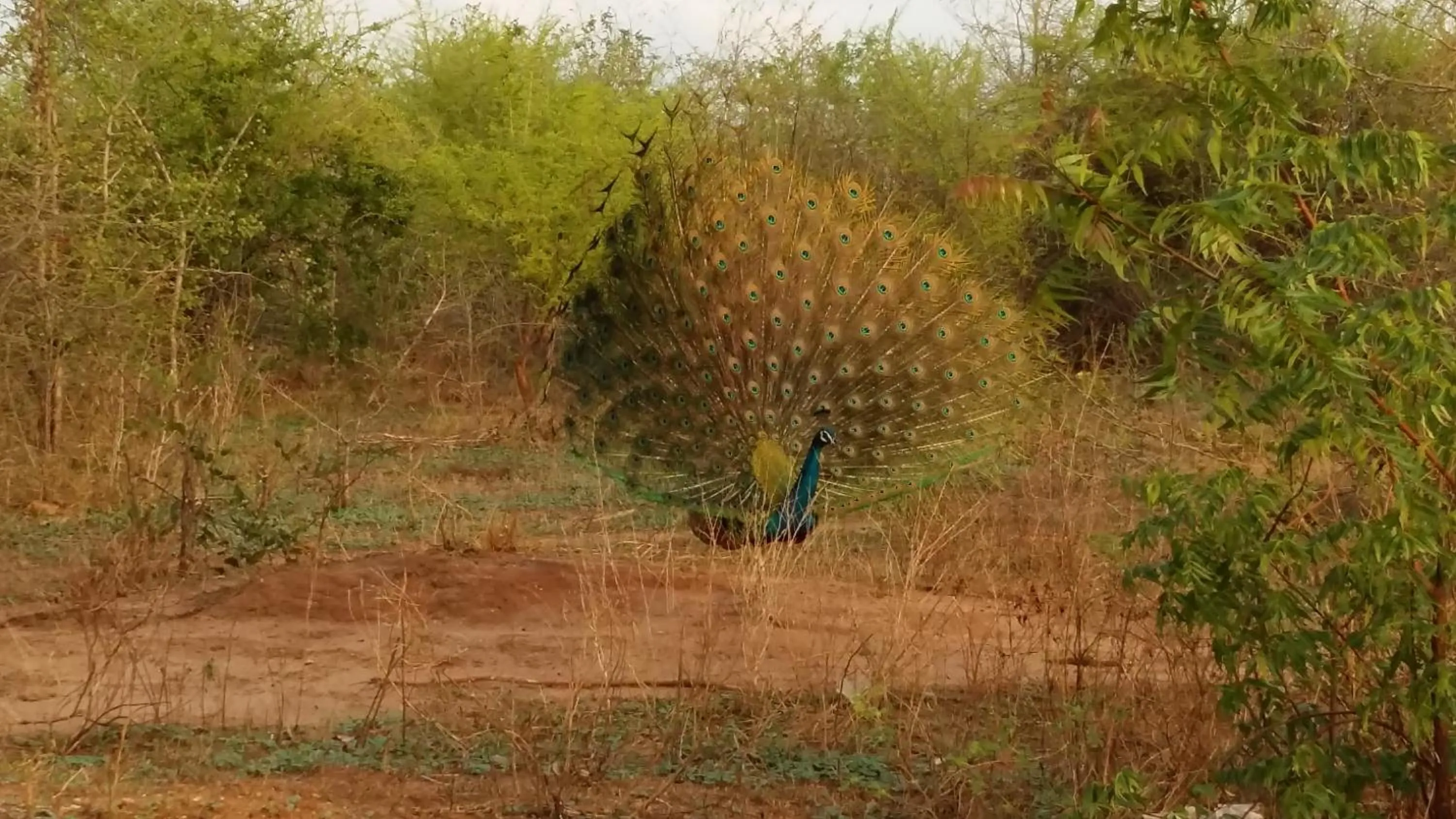 Natural landscape in Butterfly Homestead Hotel