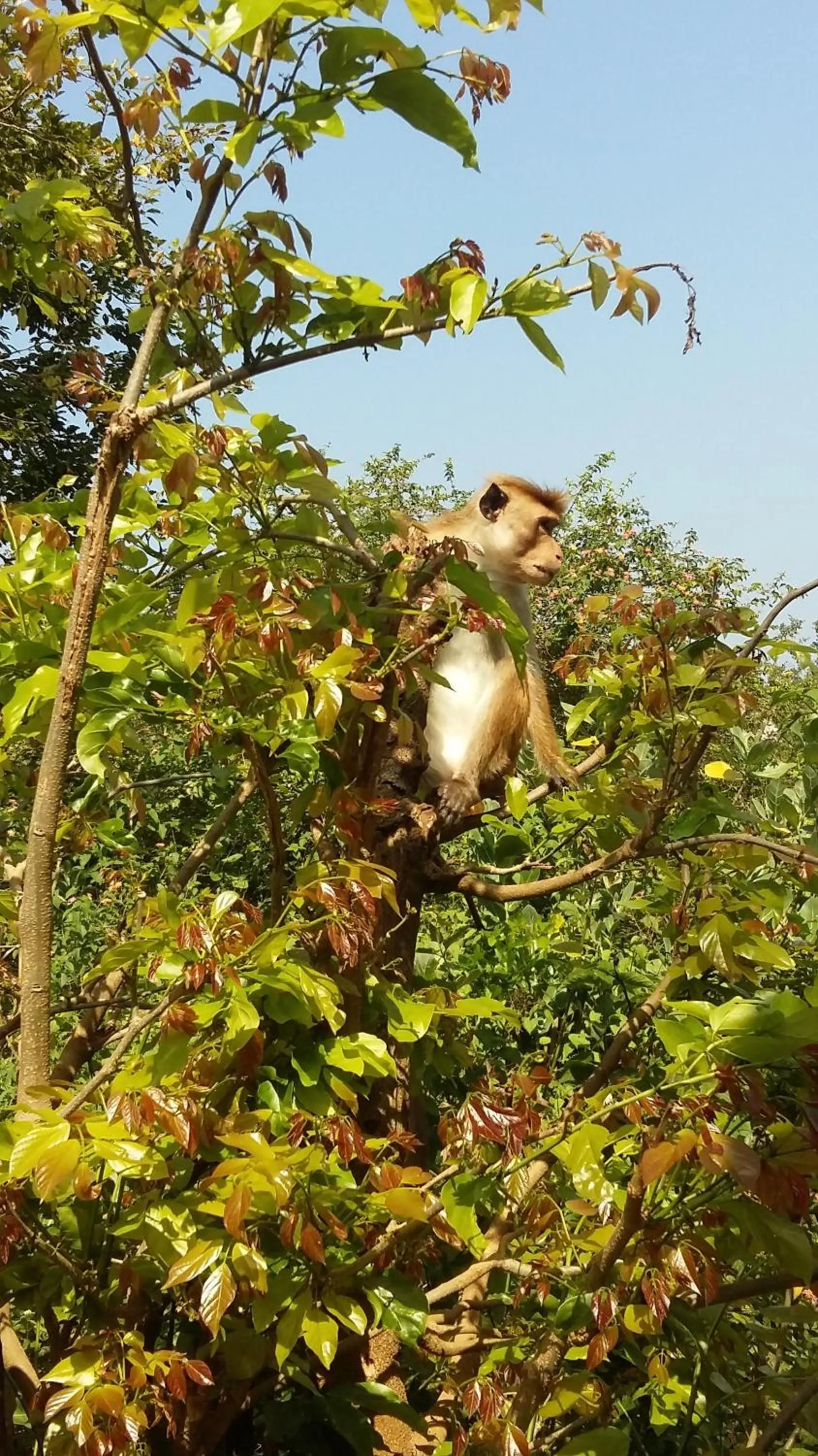 Natural landscape in Butterfly Homestead Hotel