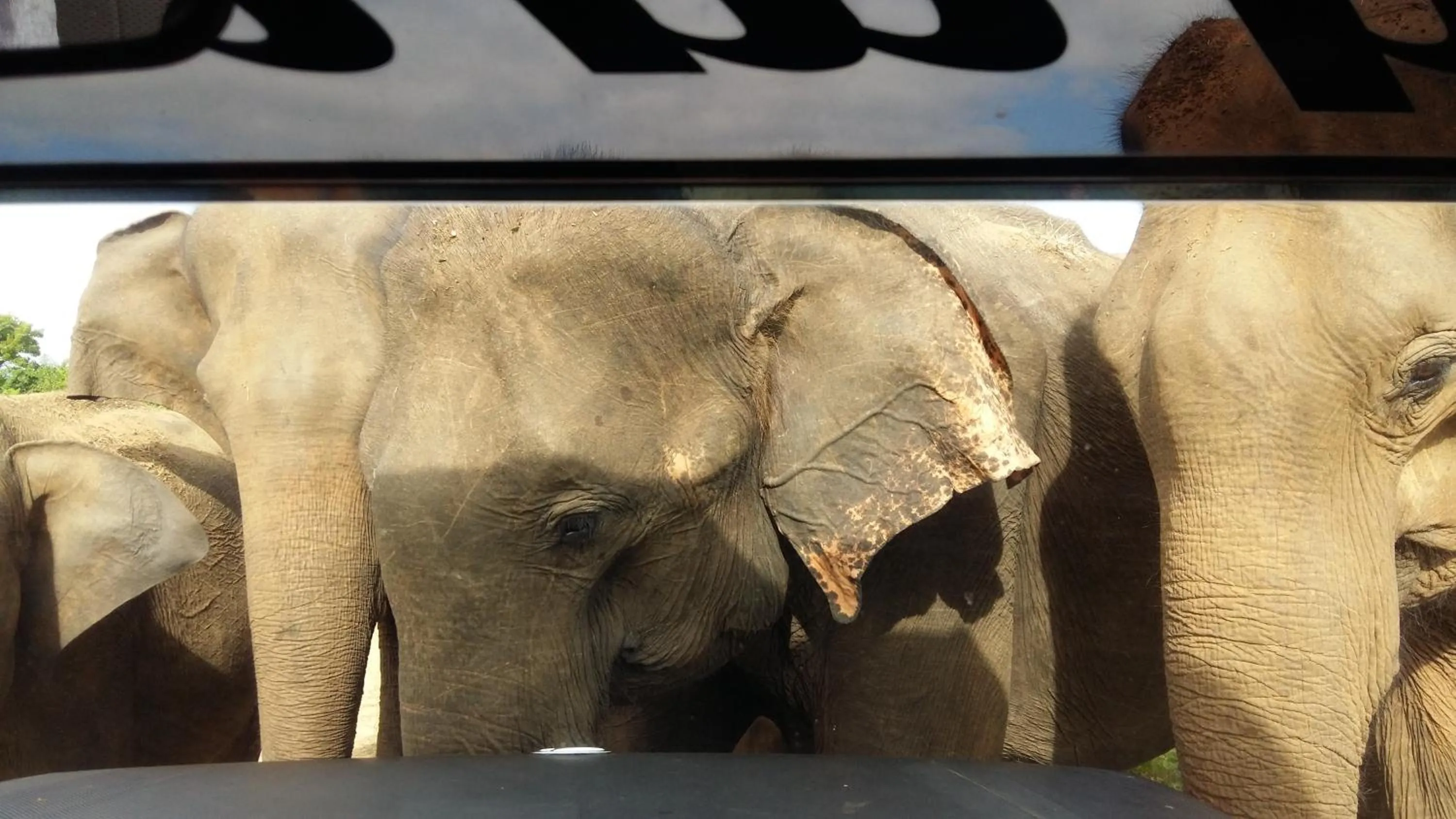 Animals in Butterfly Homestead Hotel