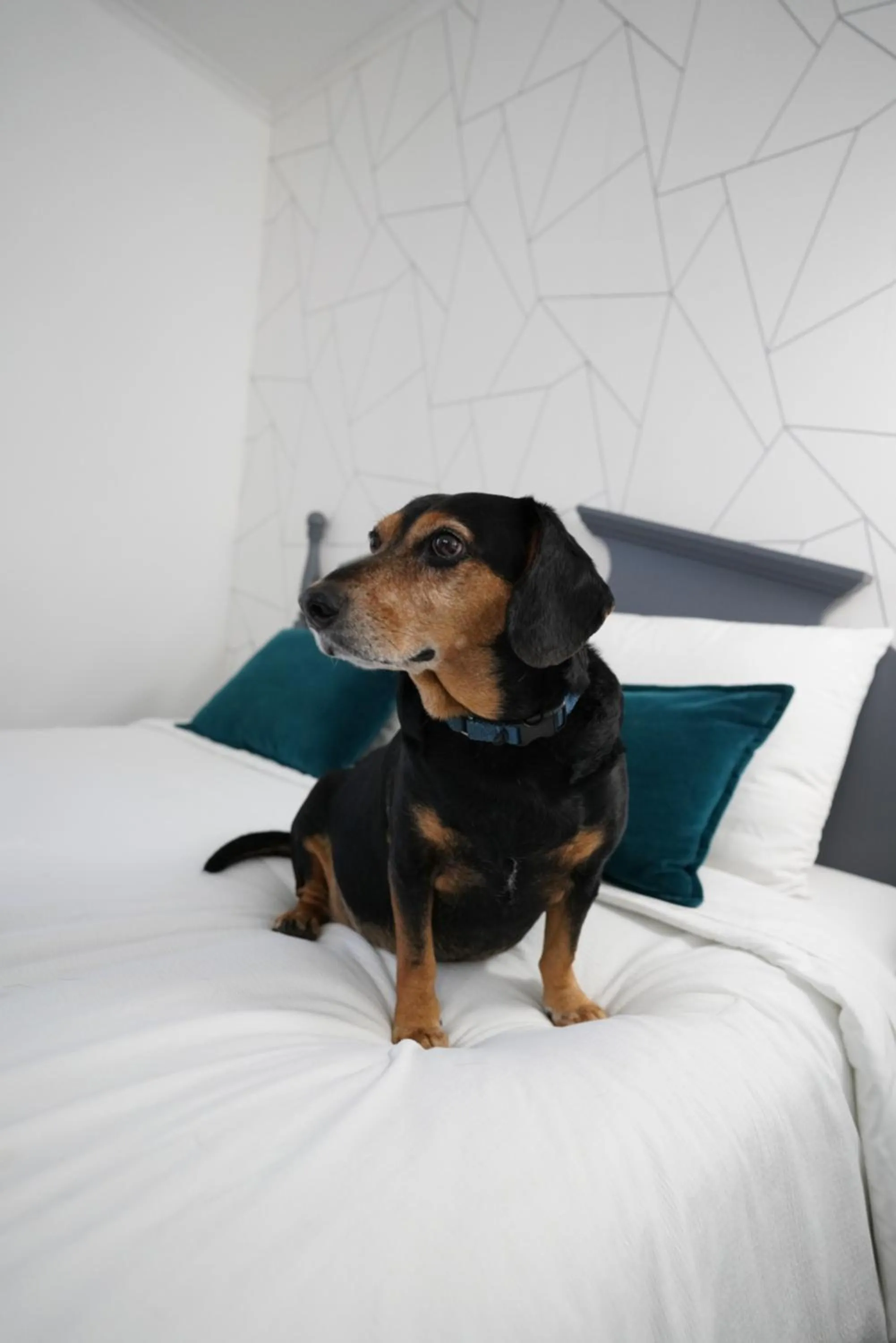 Pets, Bed in Pilgrim Inn