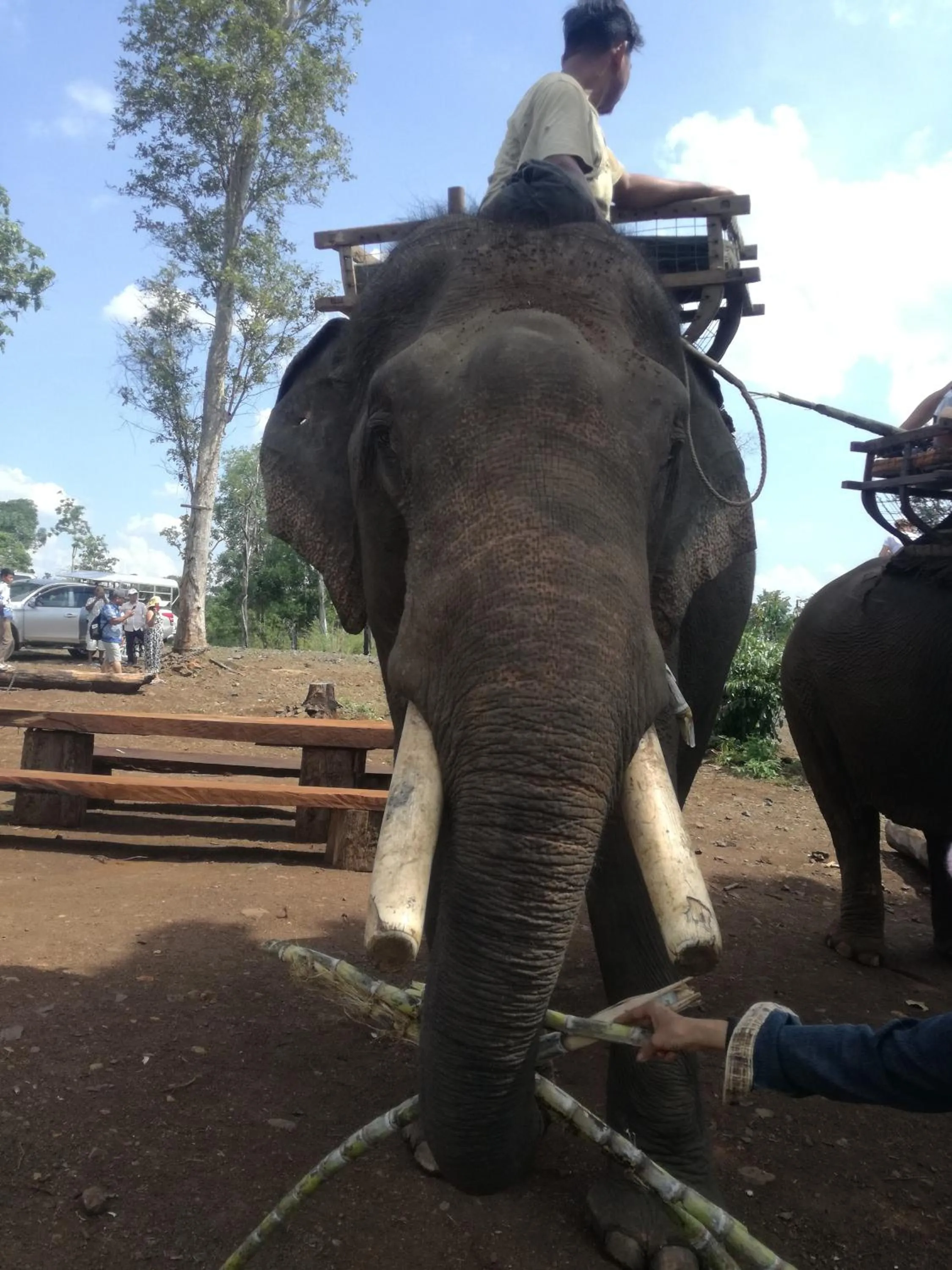 Animals in Bee Bee's Chalets home stay and trekking