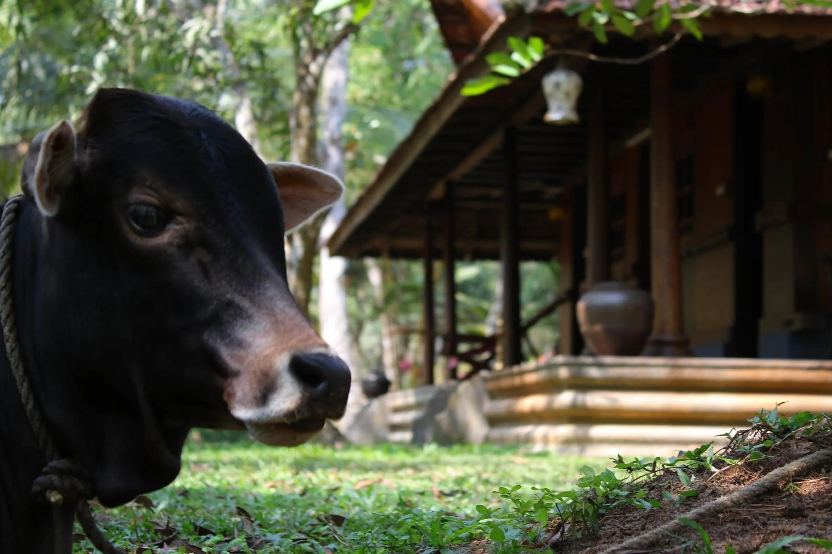 Pets in Palathra Heritage