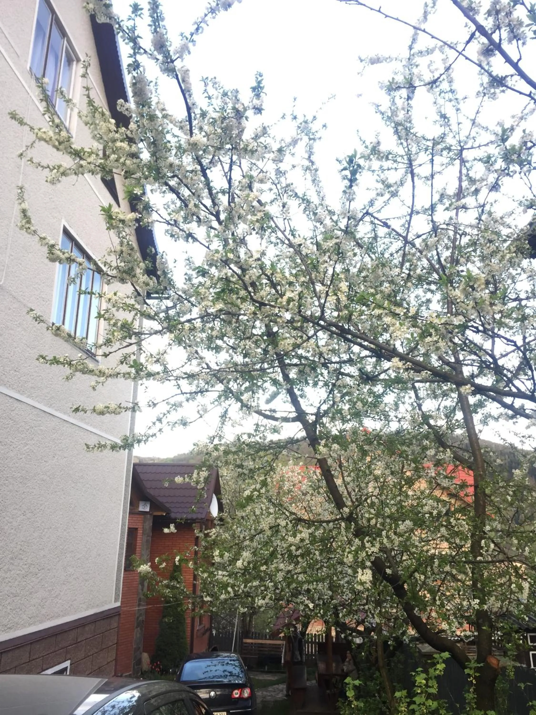 Sadyba Girske Povitria