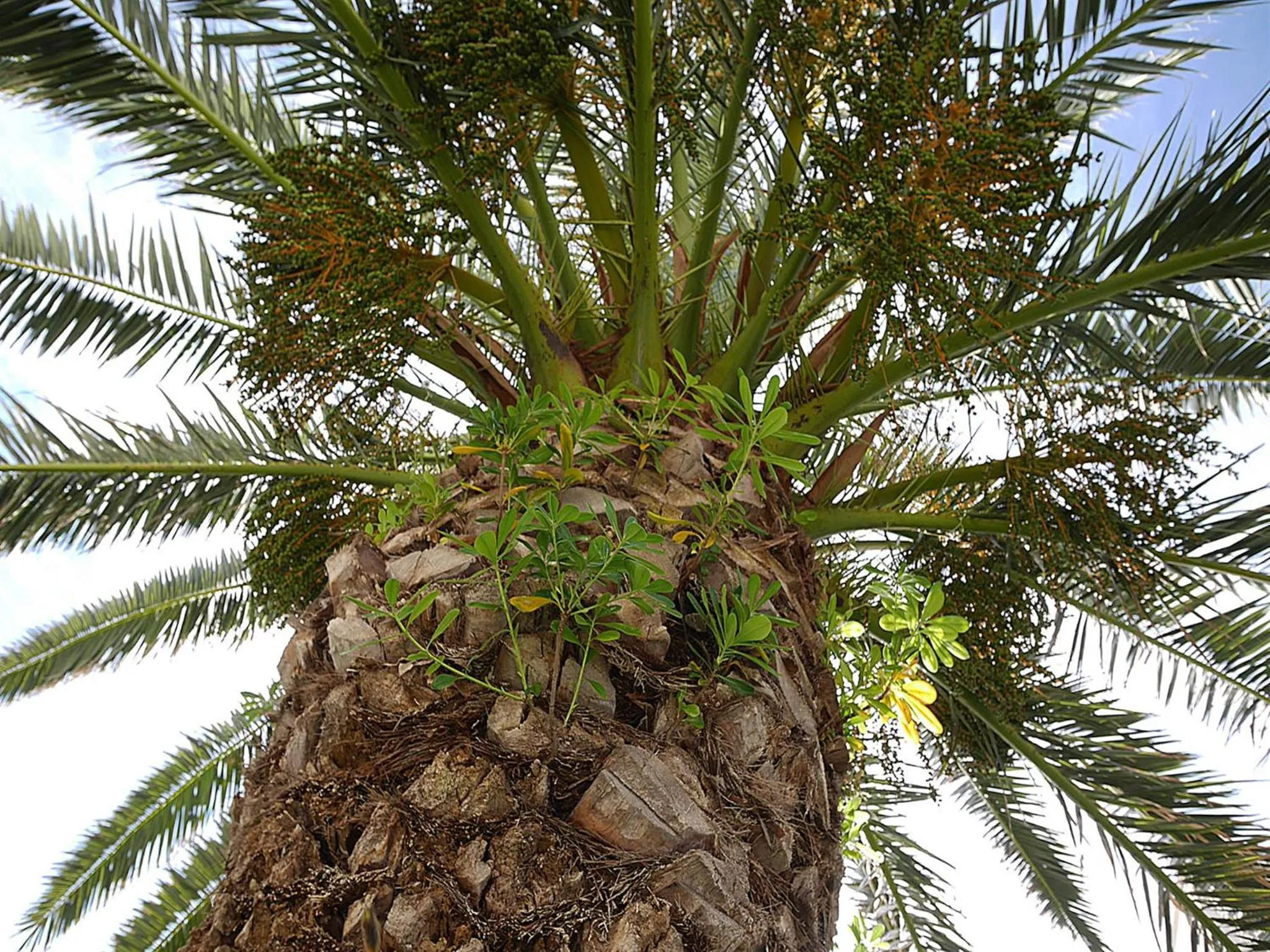 Garden in Residence Villa Piani