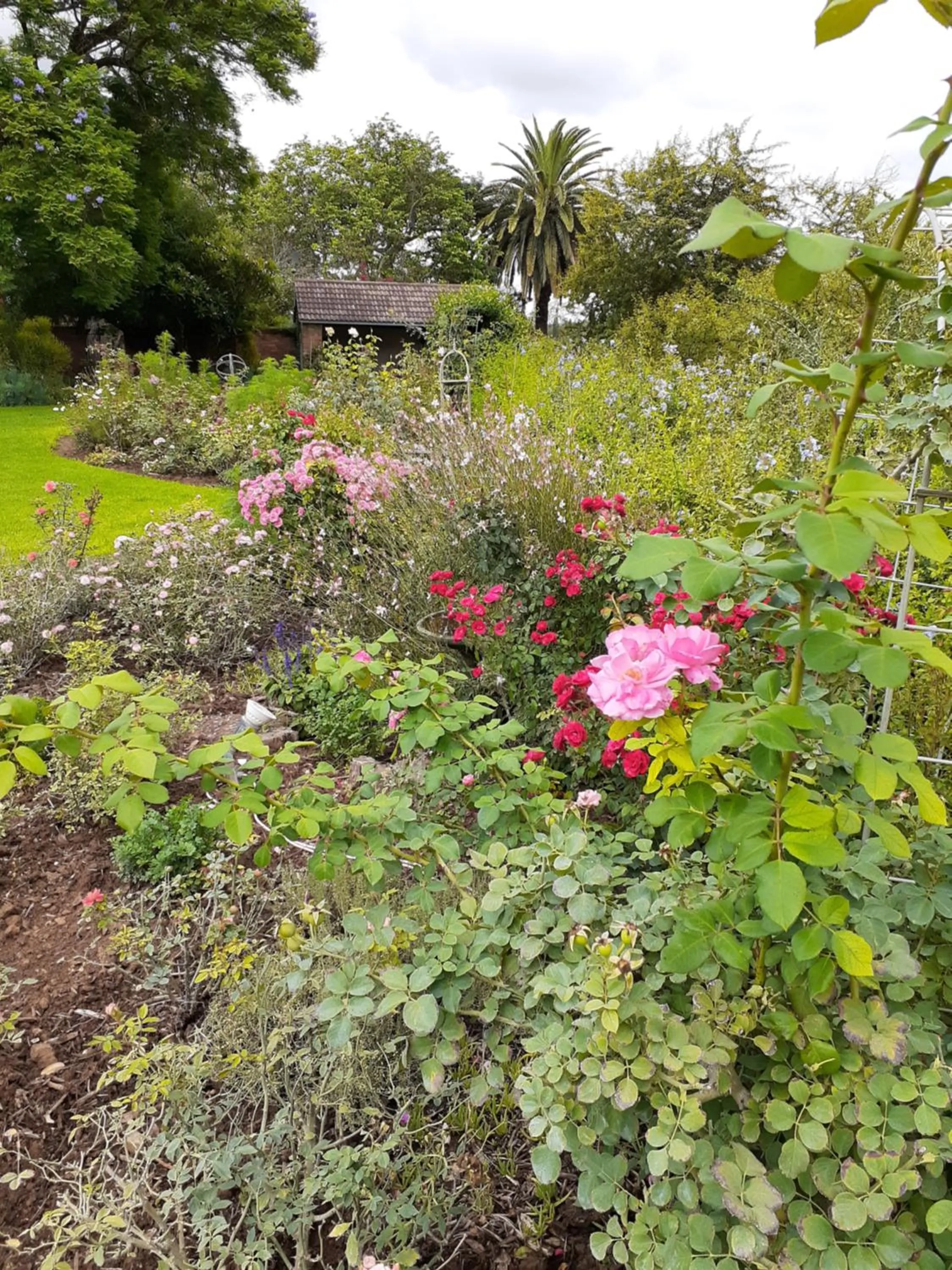 Garden in Gerald's Gift Guest House