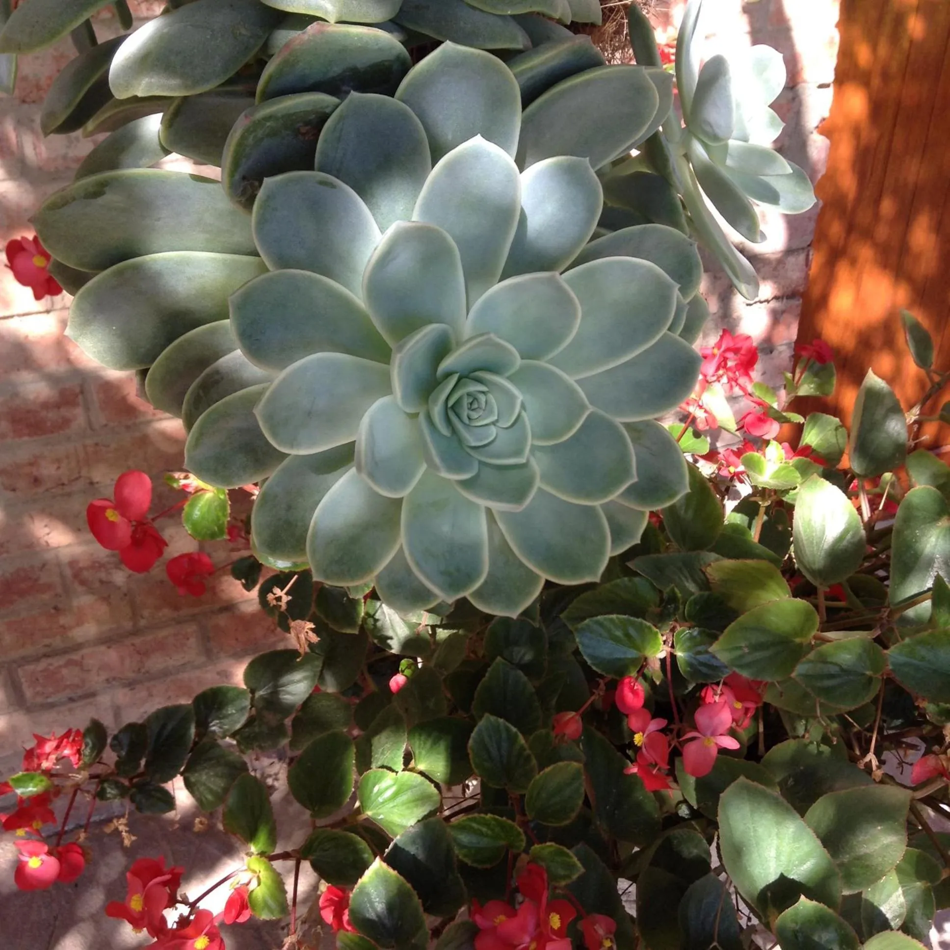 Garden in Gerald's Gift Guest House