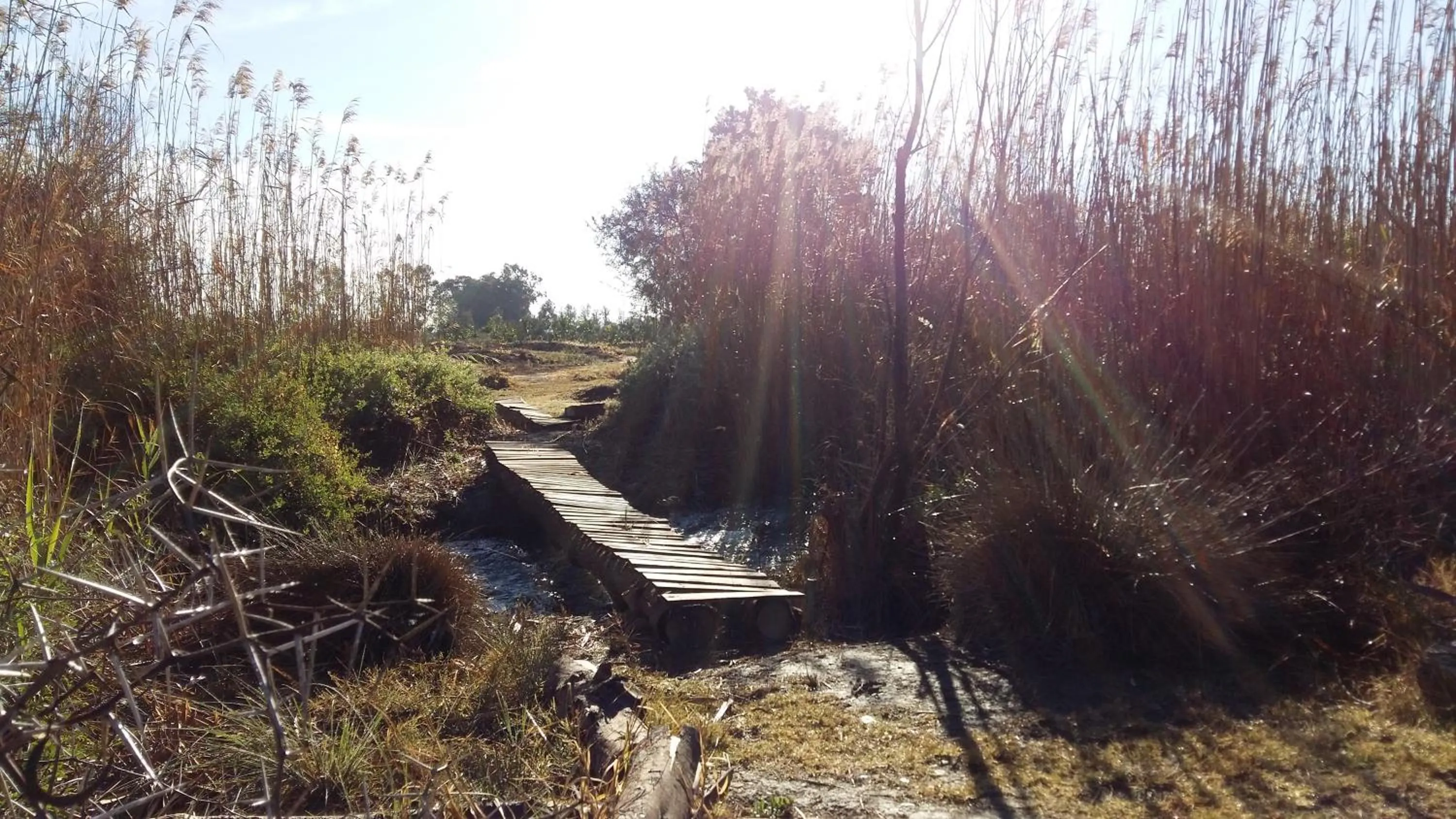 Garden in Gerald's Gift Guest House