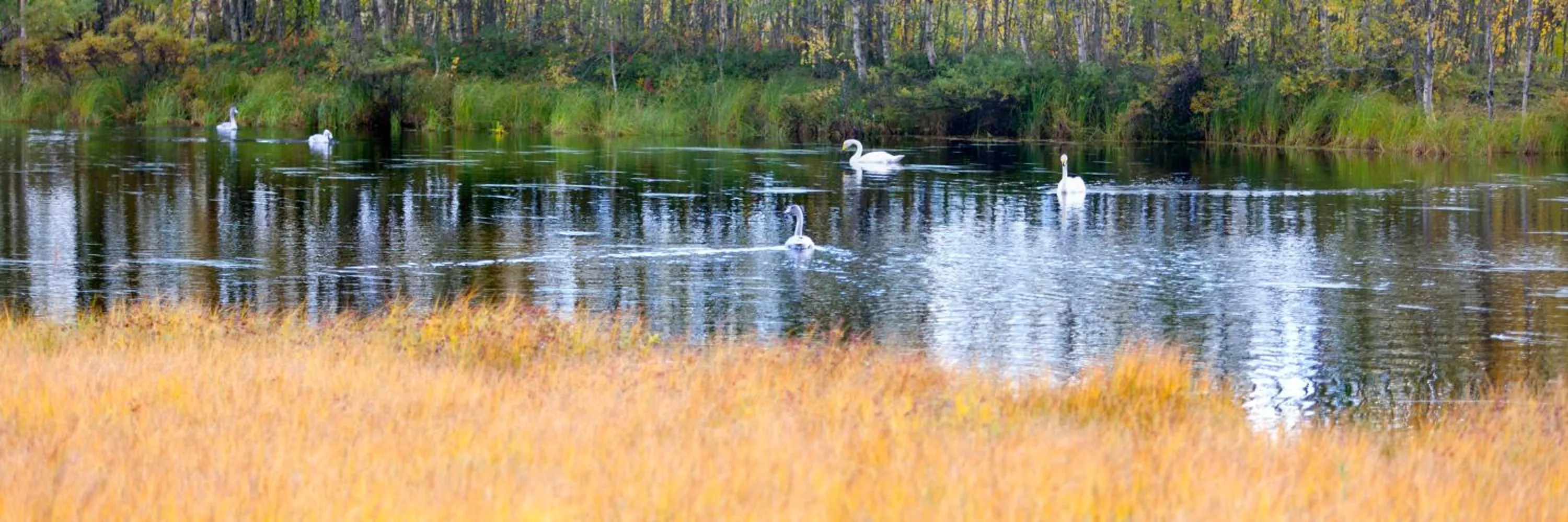 Natural landscape in Holiday Club Kuusamon Tropiikki