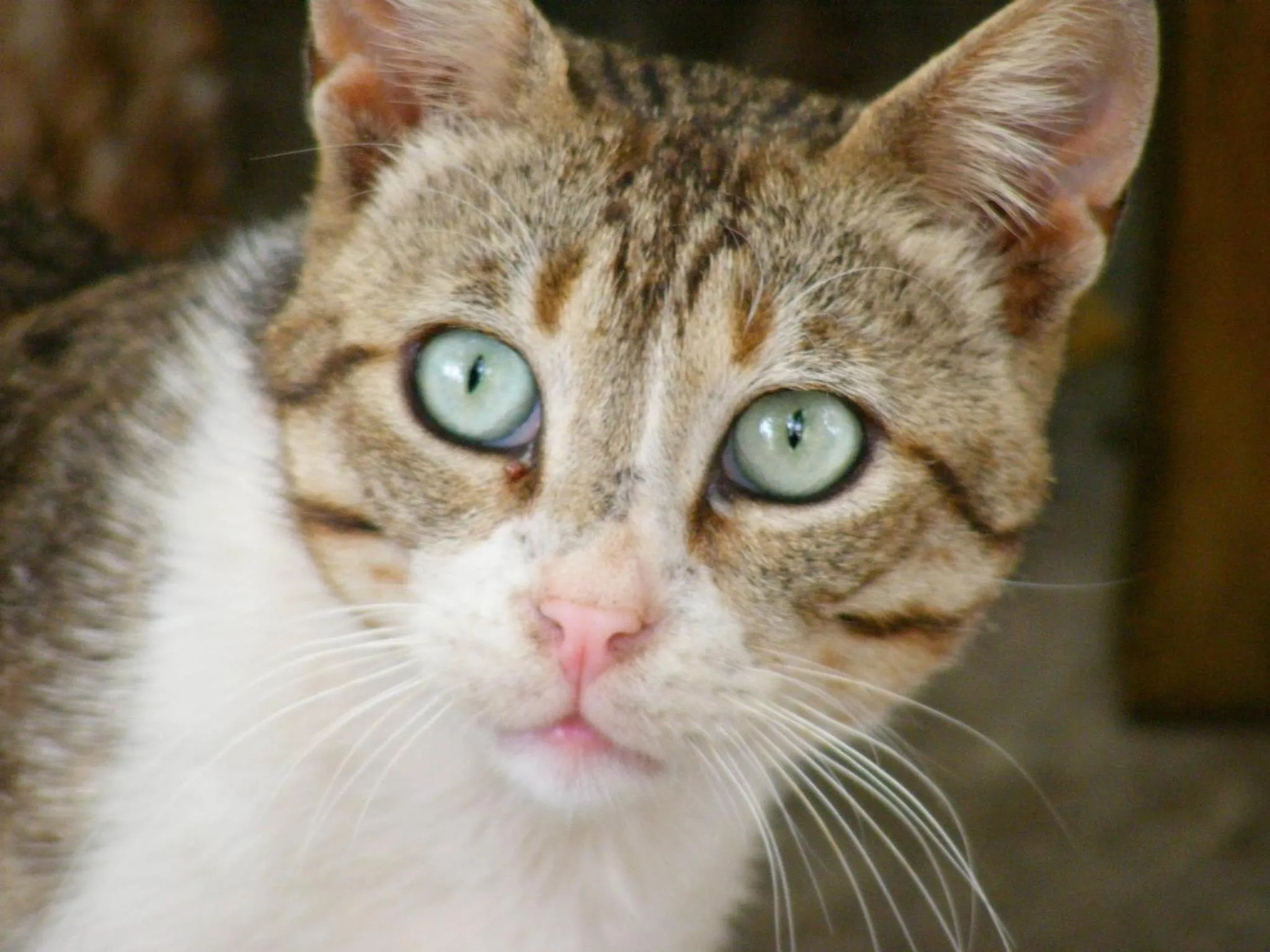 Pets in Thea Home Hotel by Booking Kottas