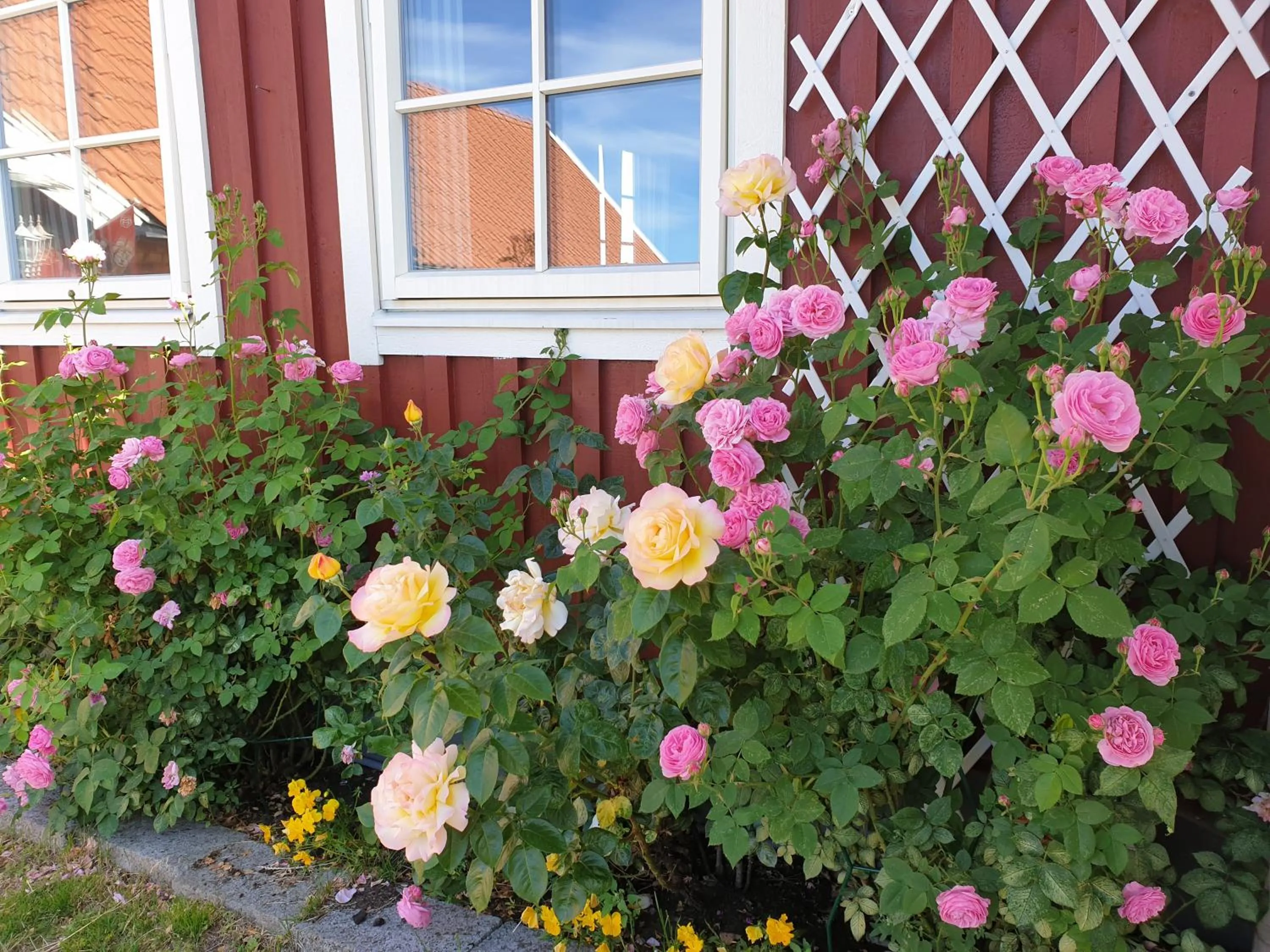 Garden in Mellbystrand Vandrarhem