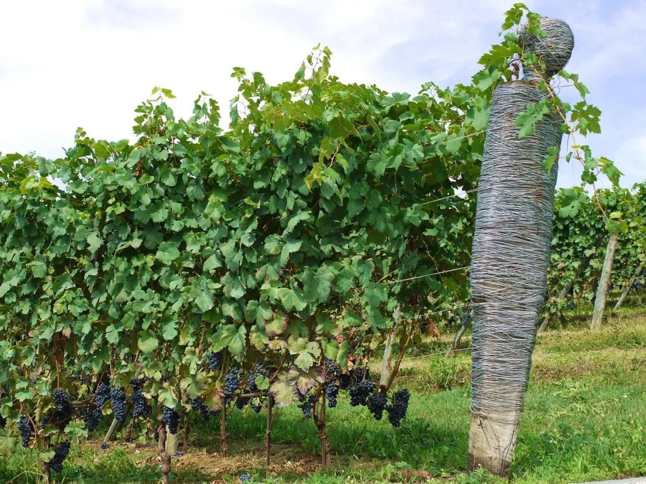 Garden in Residenza la beccata