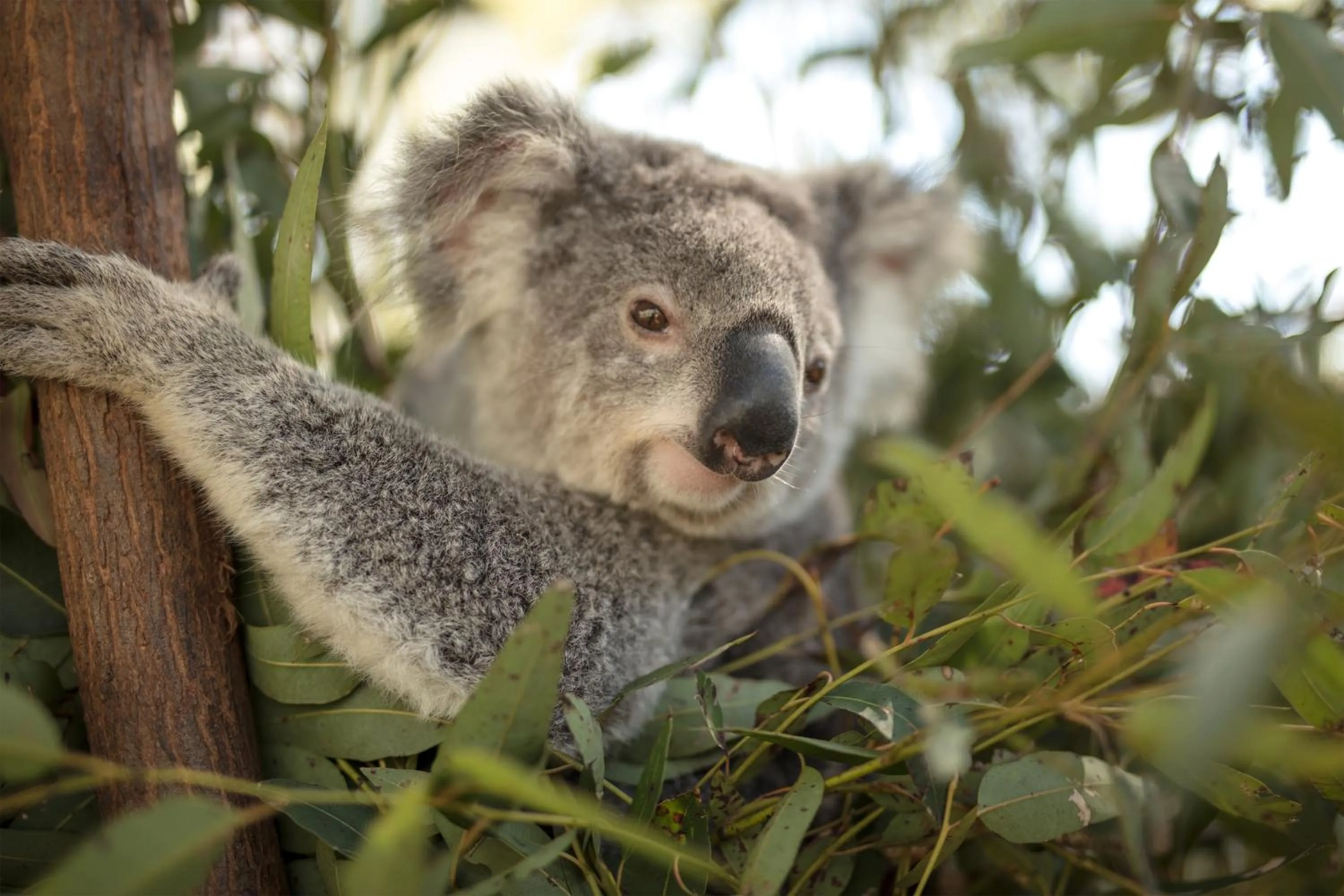 Animals in Paradise Country Farmstay