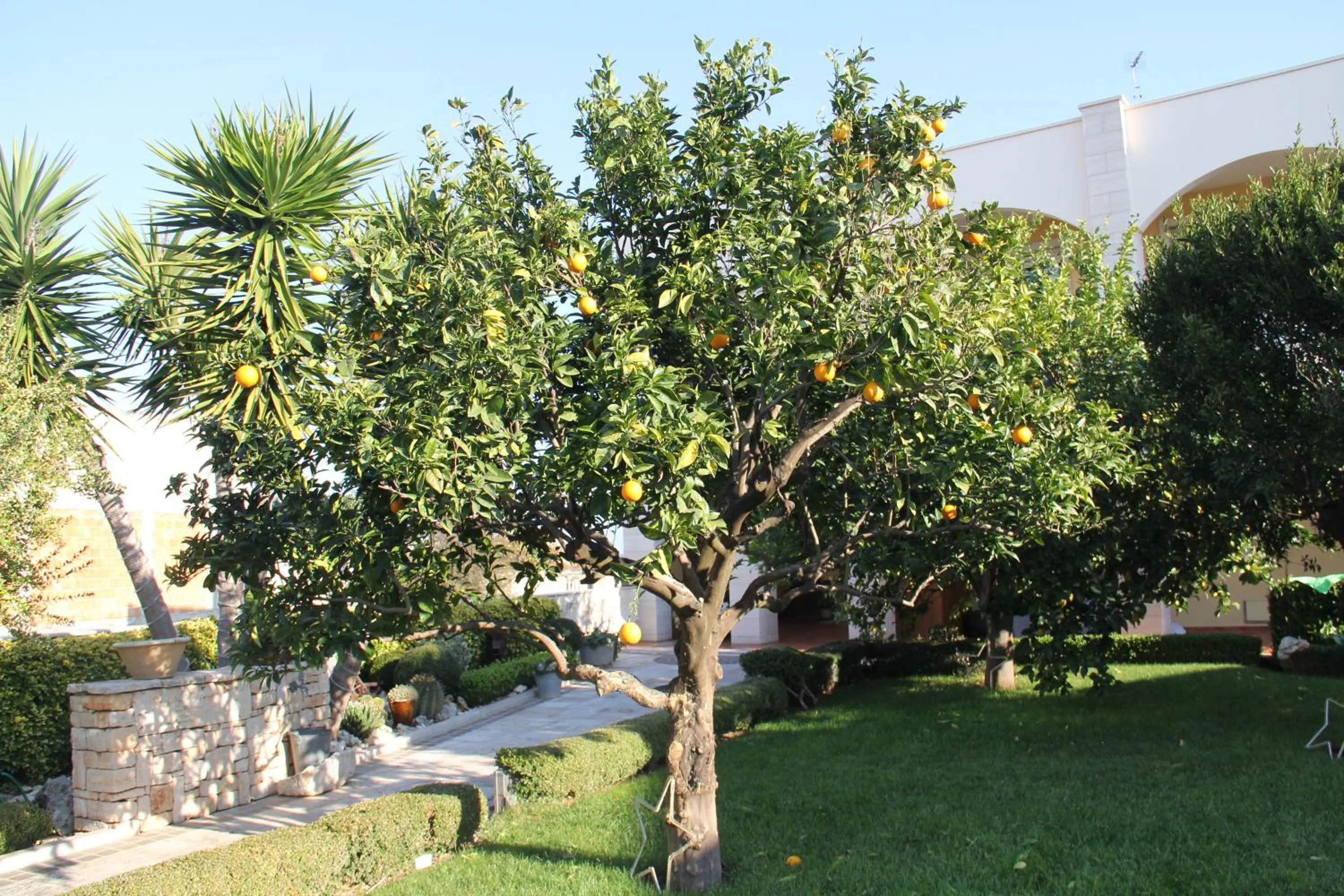 Garden in B&B La Rosa Blu