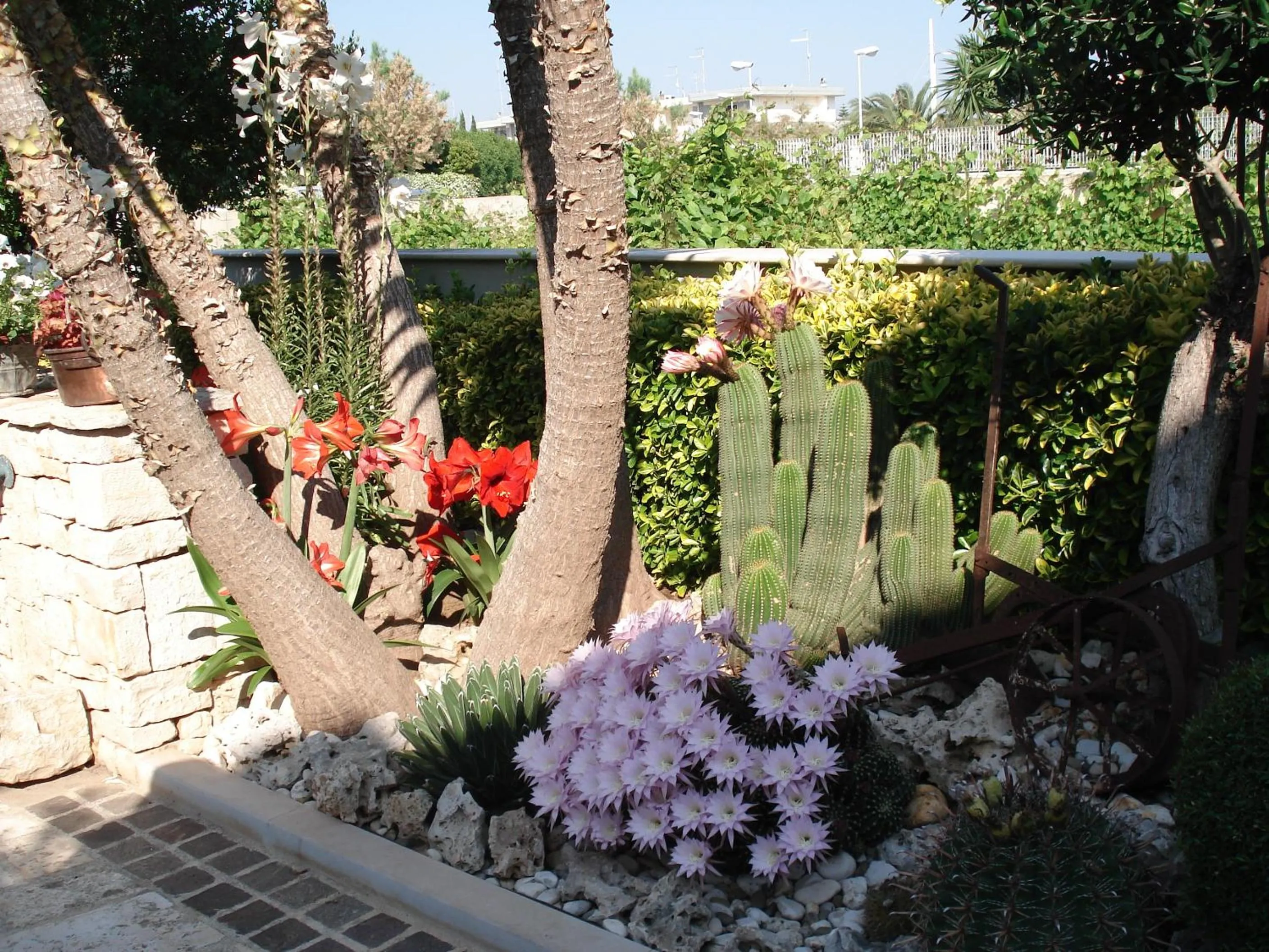 Garden in B&B La Rosa Blu